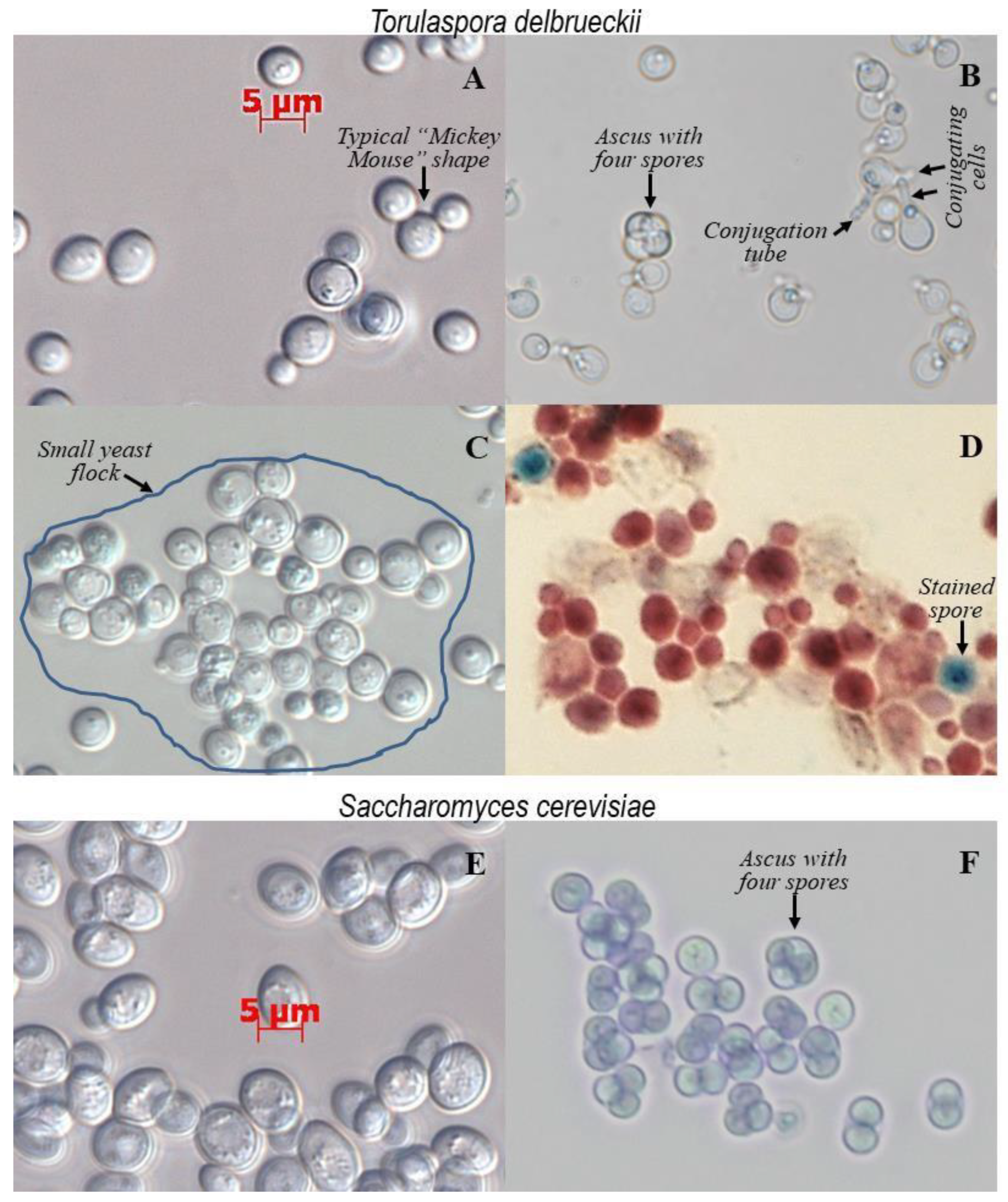 Fermentation 04 00094 g001