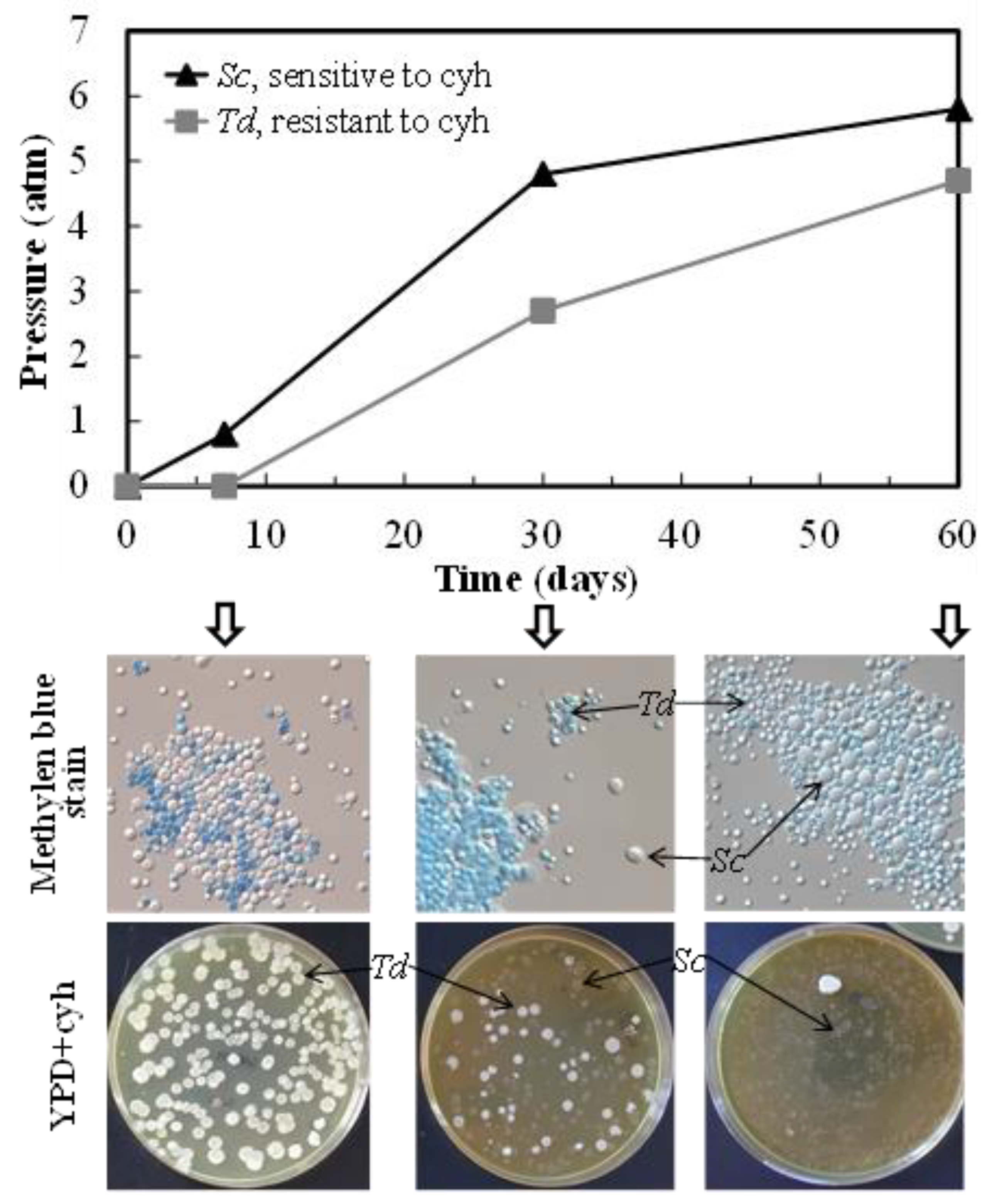 Fermentation 04 00094 g003
