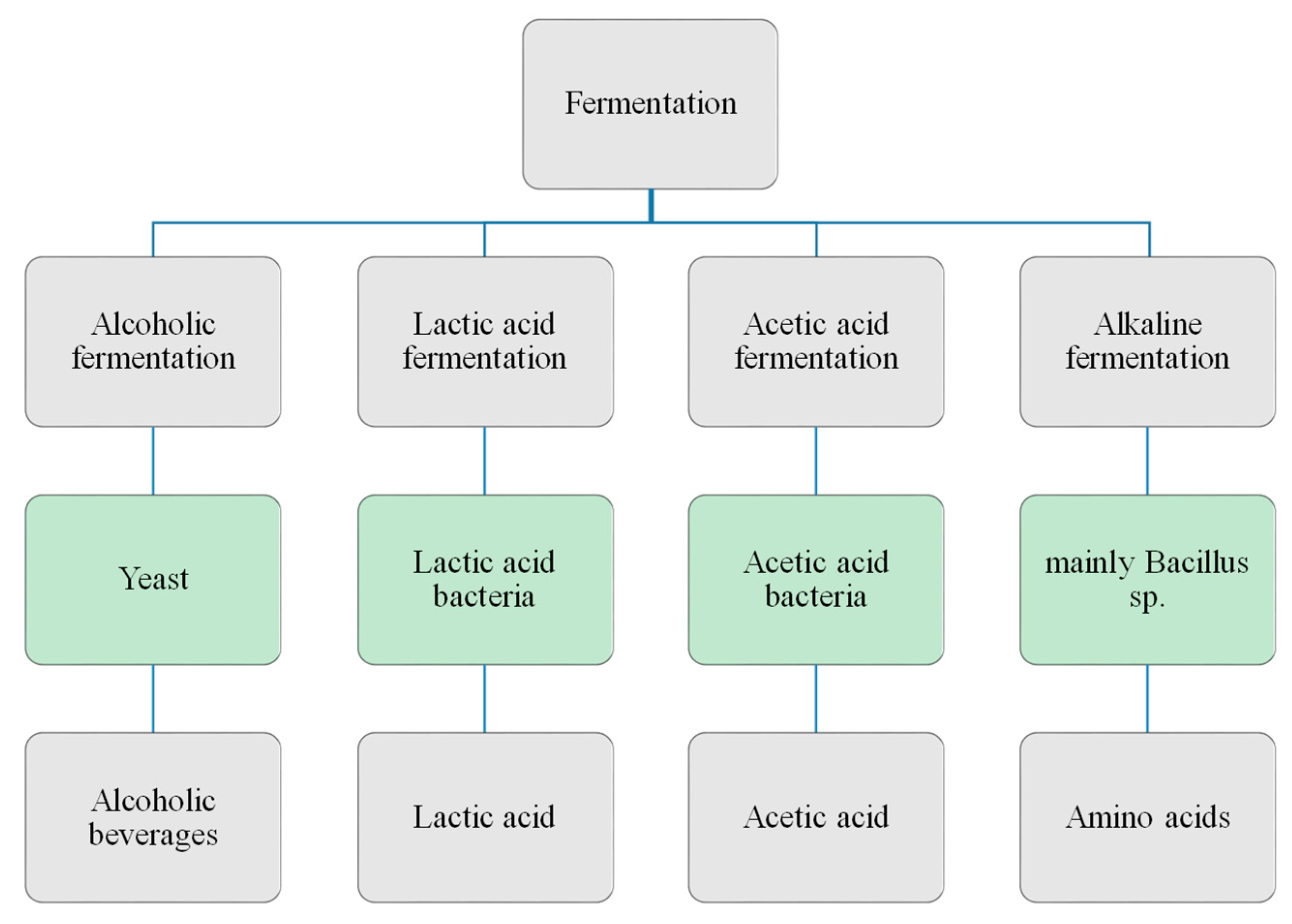 What Is Fermentation? Definition and Examples