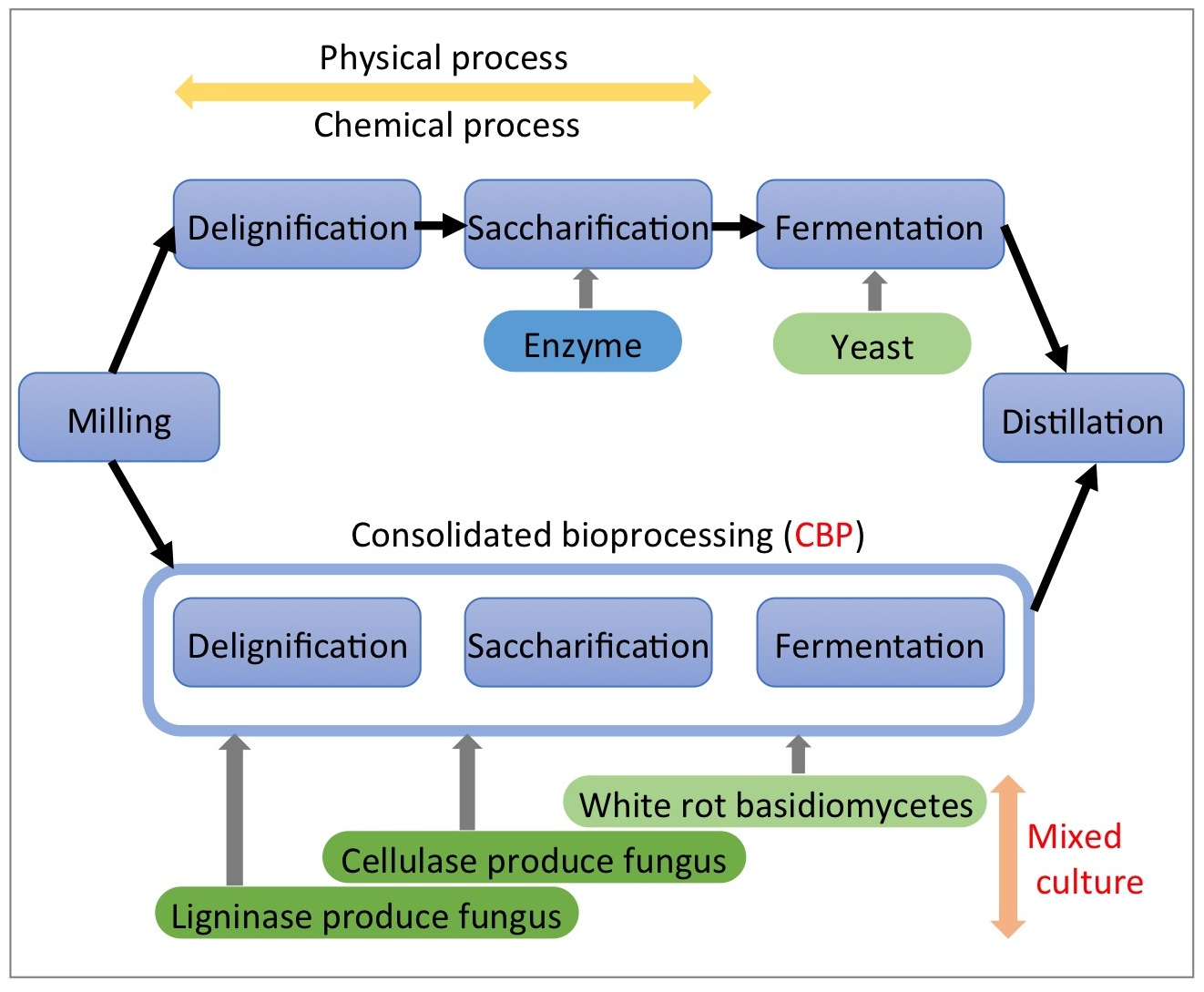 fermentation free full text direct ethanol production ethanol production process