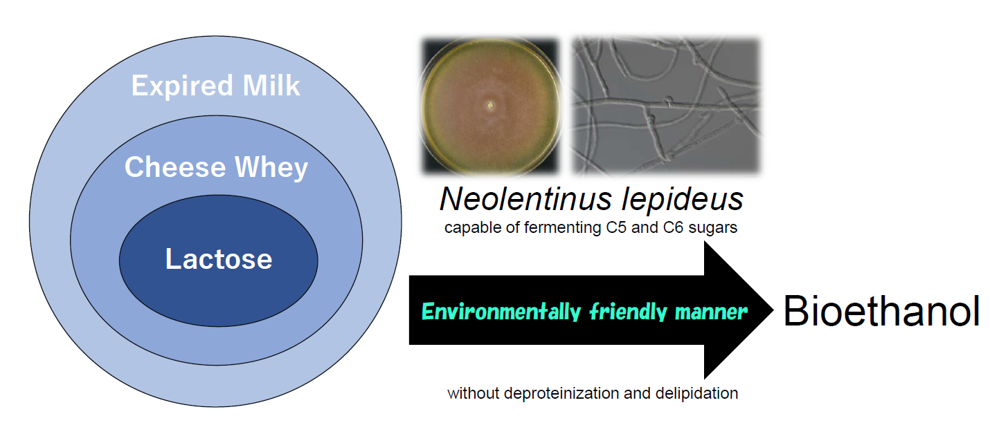 Fermentation Free FullText Ethanol Production from Cheese Whey and