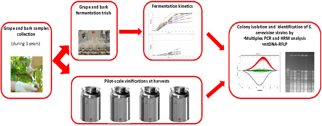 Fermentation Free Full Text Dynamics Of Saccharomyces Cerevisiae Strains Isolated From Vine Bark In Vineyard Influence Of Plant Age And Strain Presence During Grape Must Spontaneous Fermentations Html Fermentation Free Full Text Dynamics Of Saccharomyces Cerevisiae Strains Isolated From Vine Bark In Vineyard Influence Of Plant Age And Strain Presence During Grape Must Spontaneous Fermentations Html