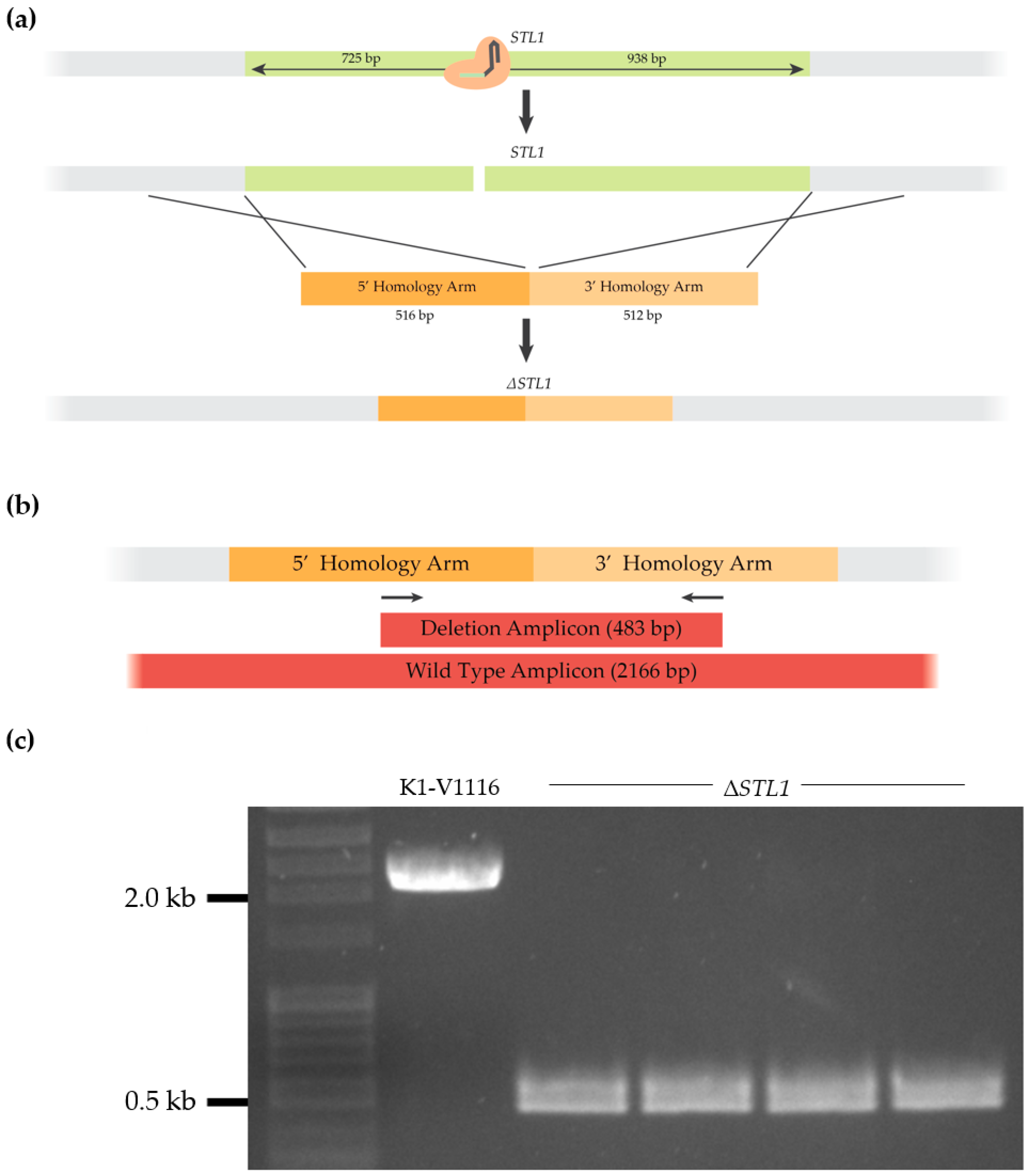 Fermentation 05 00093 g004