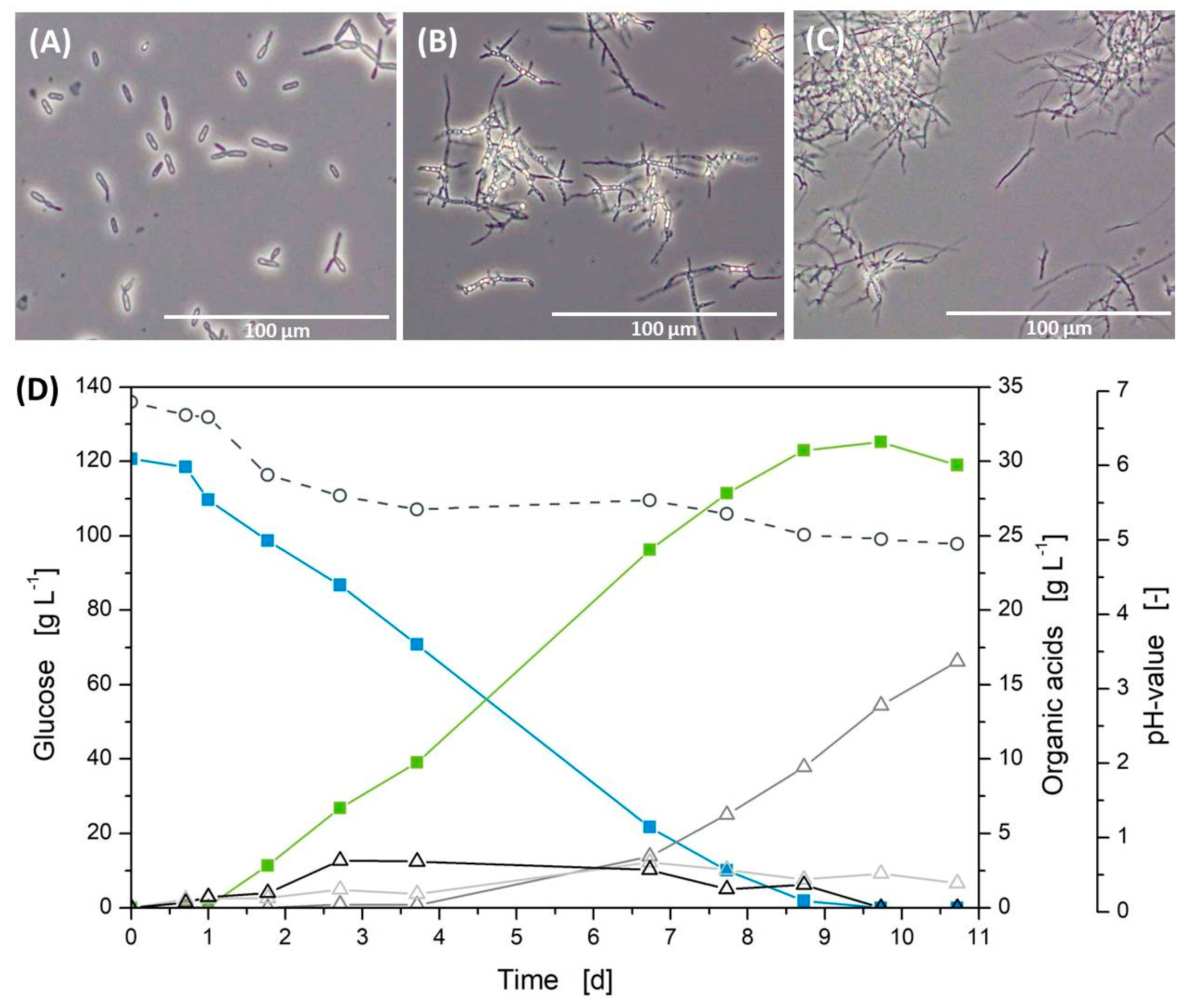 Fermentation 06 00004 g001 Fermentation 06 00004 g001