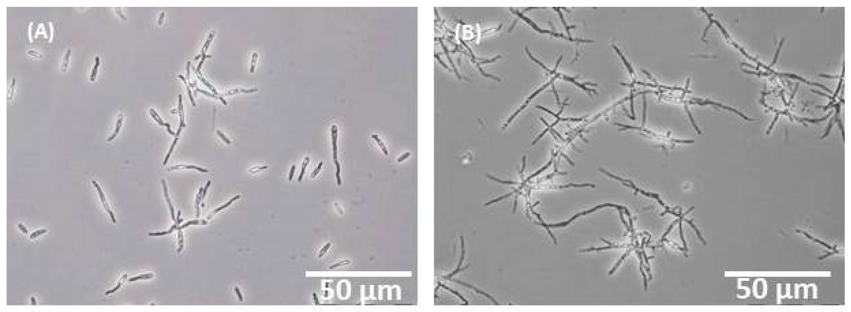 Fermentation 06 00004 g0a2 Fermentation 06 00004 g0a2