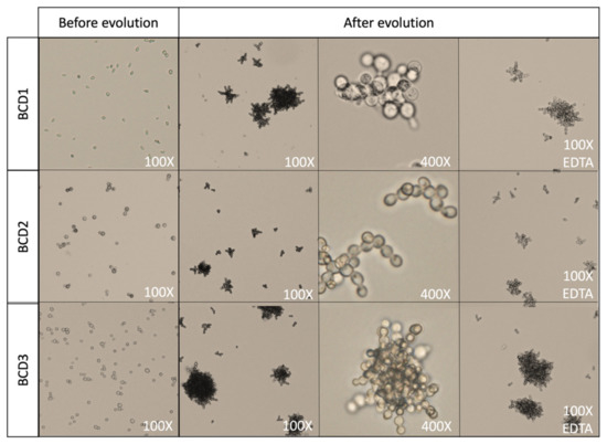 Adaptive Evolution of Industrial Brewer's Yeast Strains towards a