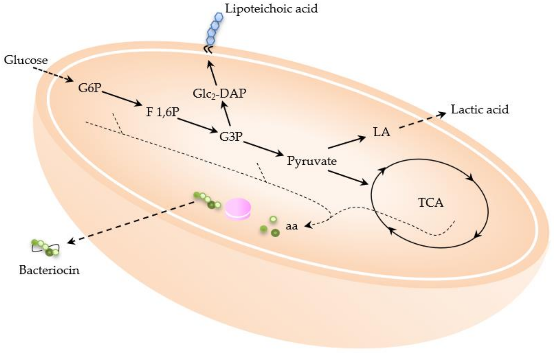 Fermentation | Free Full-Text | Multi-Product Lactic Acid Bacteria