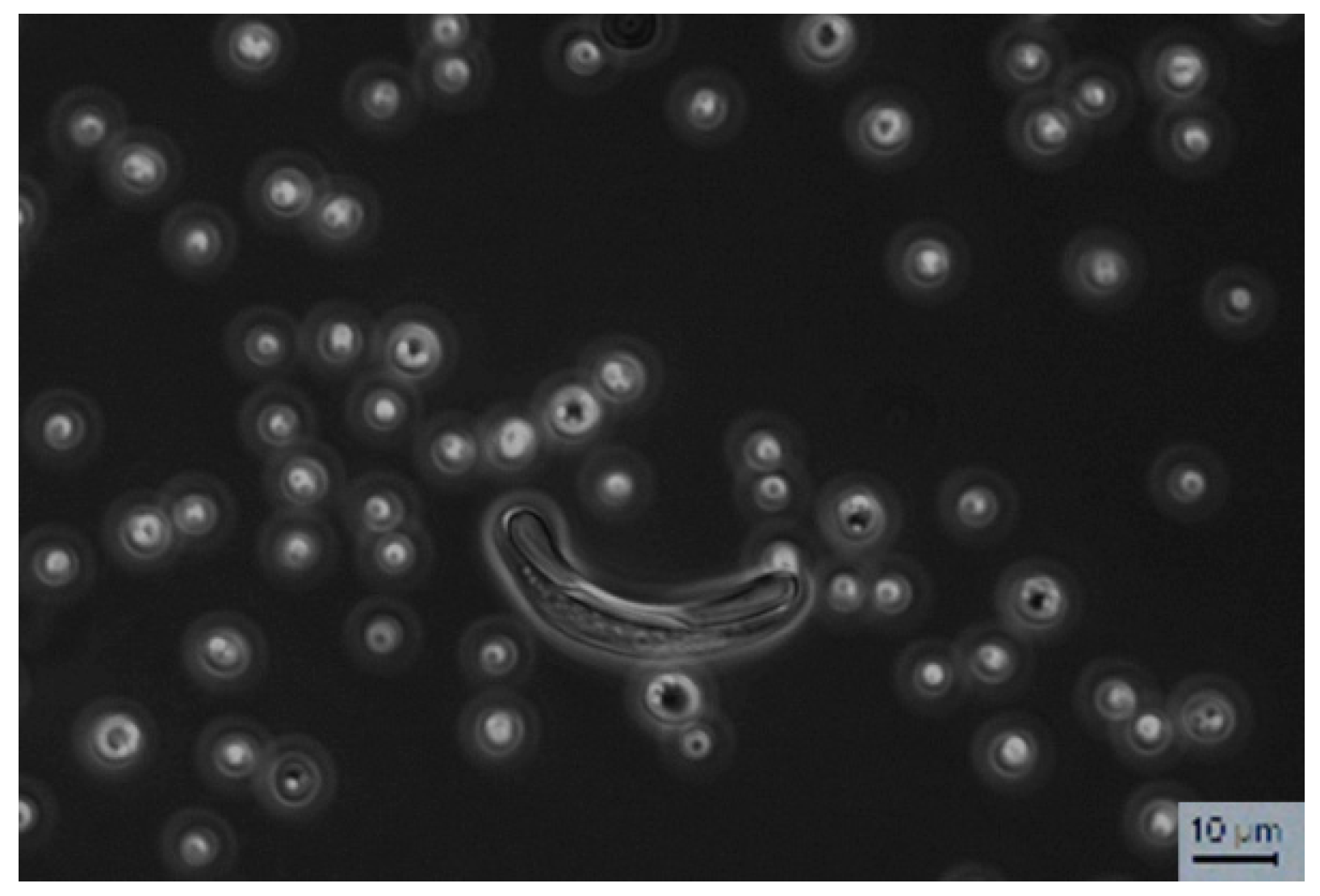 Fermentation 06 00033 g003