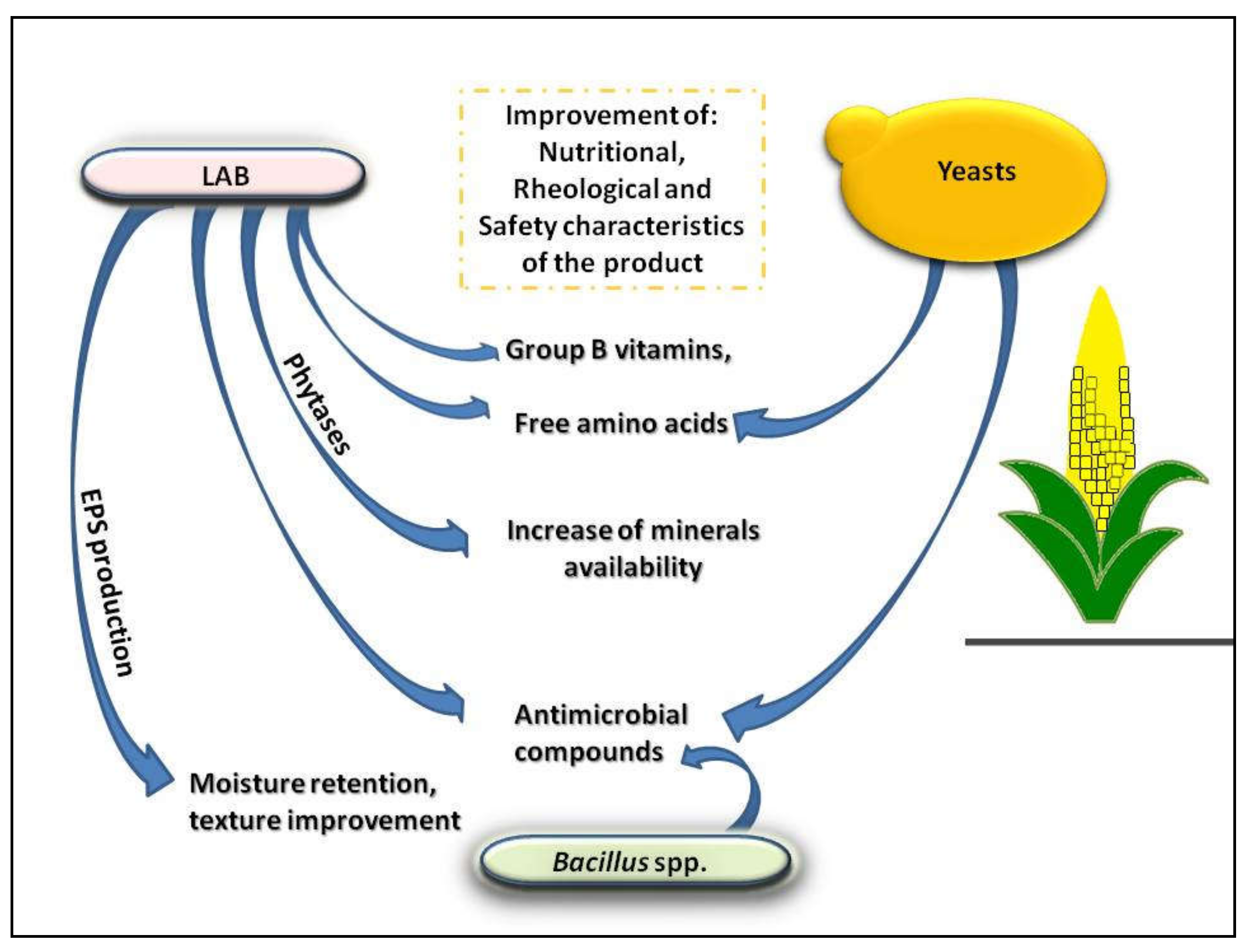 fermentation process research paper