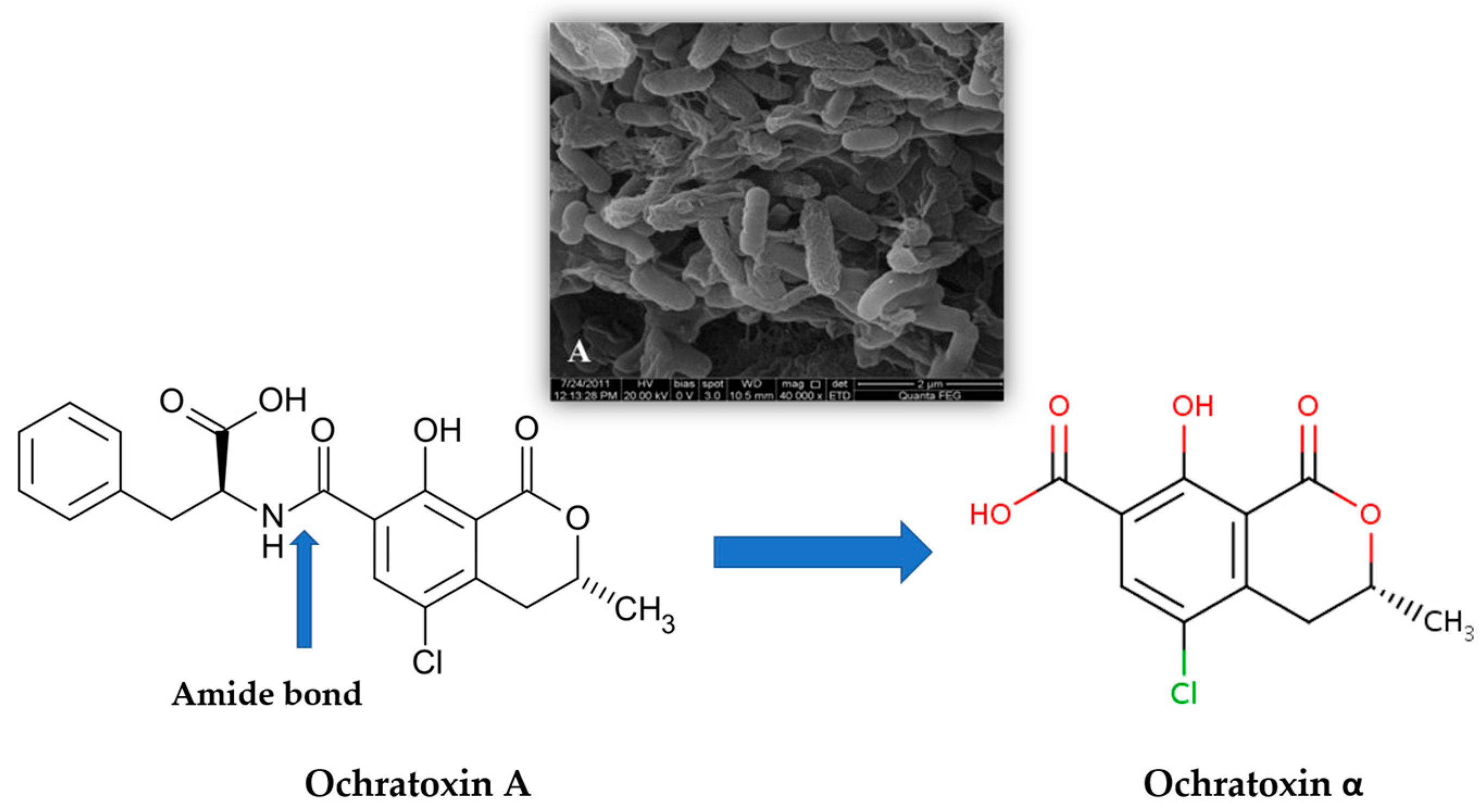 Fermentation 06 00054 g001 Fermentation 06 00054 g001
