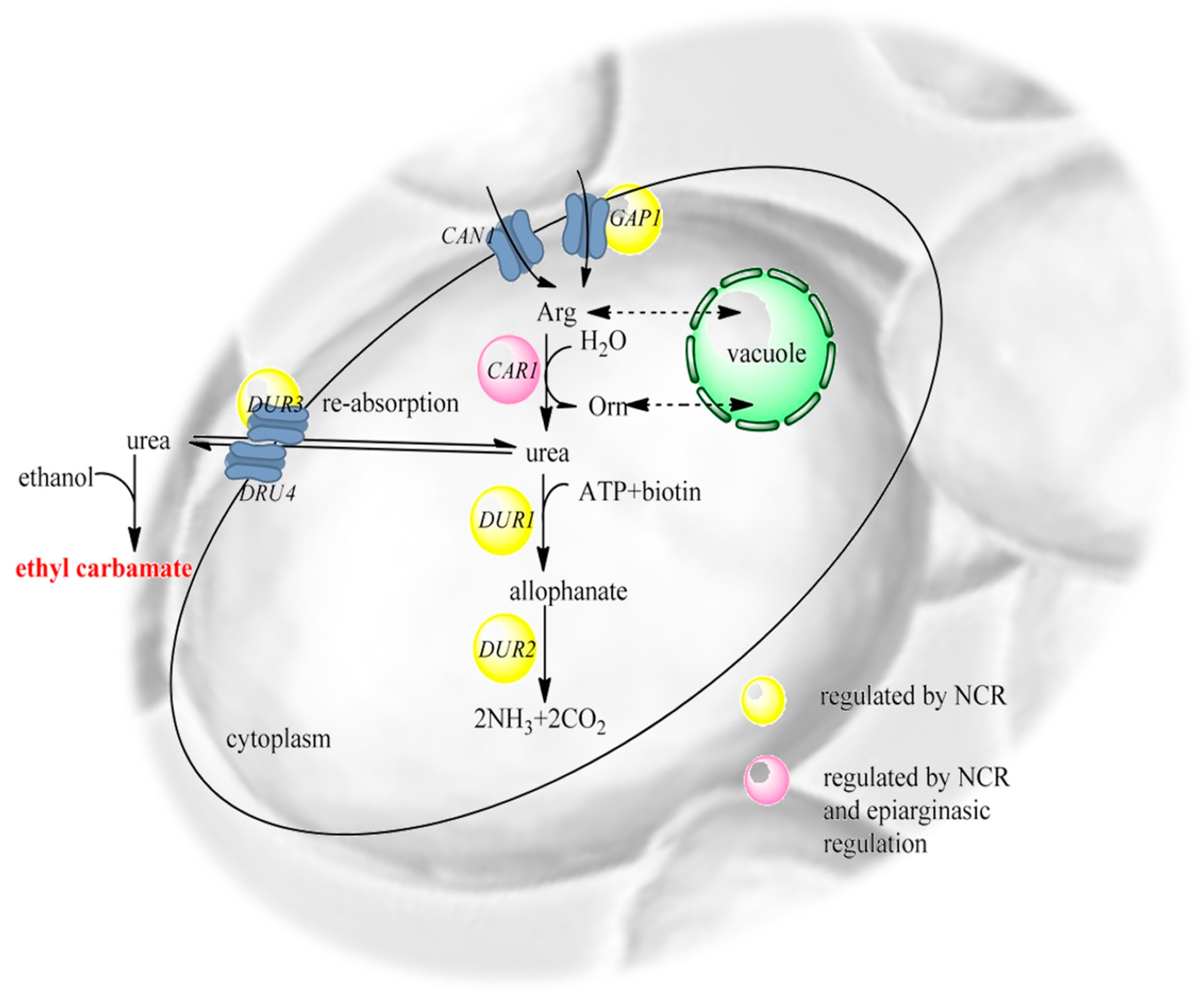 Fermentation 06 00054 g004 Fermentation 06 00054 g004