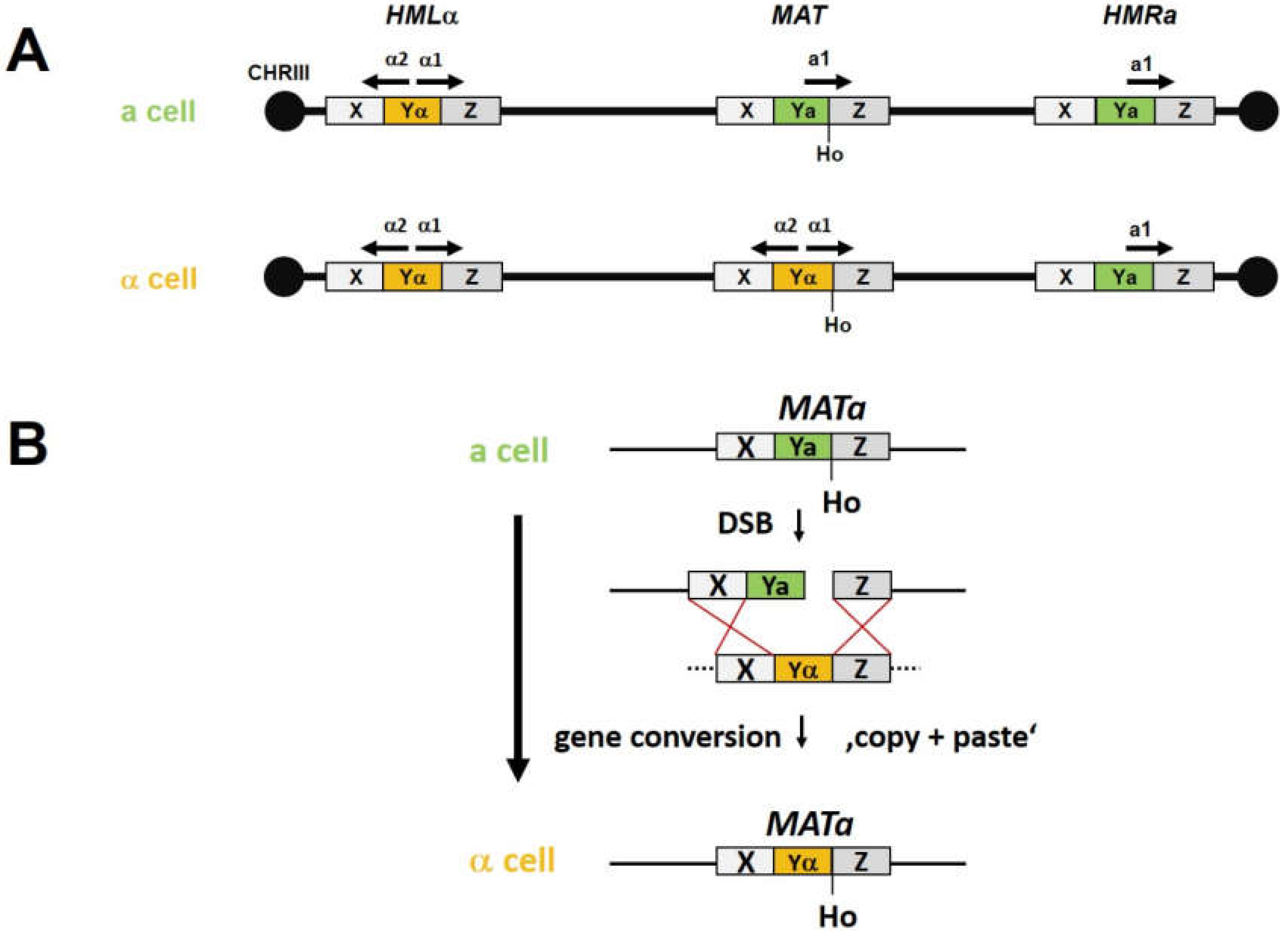Fermentation 06 00057 g003 Fermentation 06 00057 g003