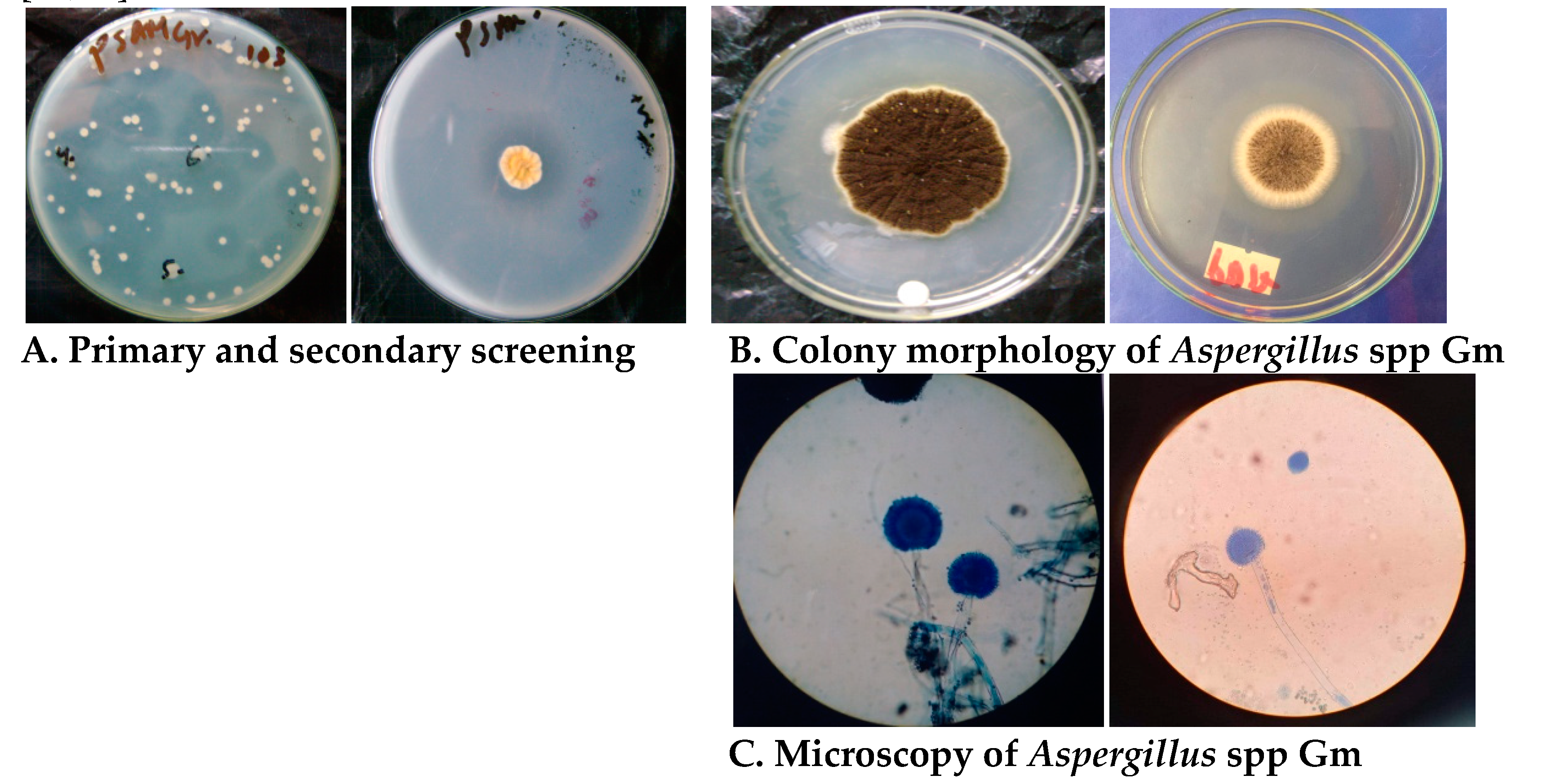Fermentation 06 00059 g001
