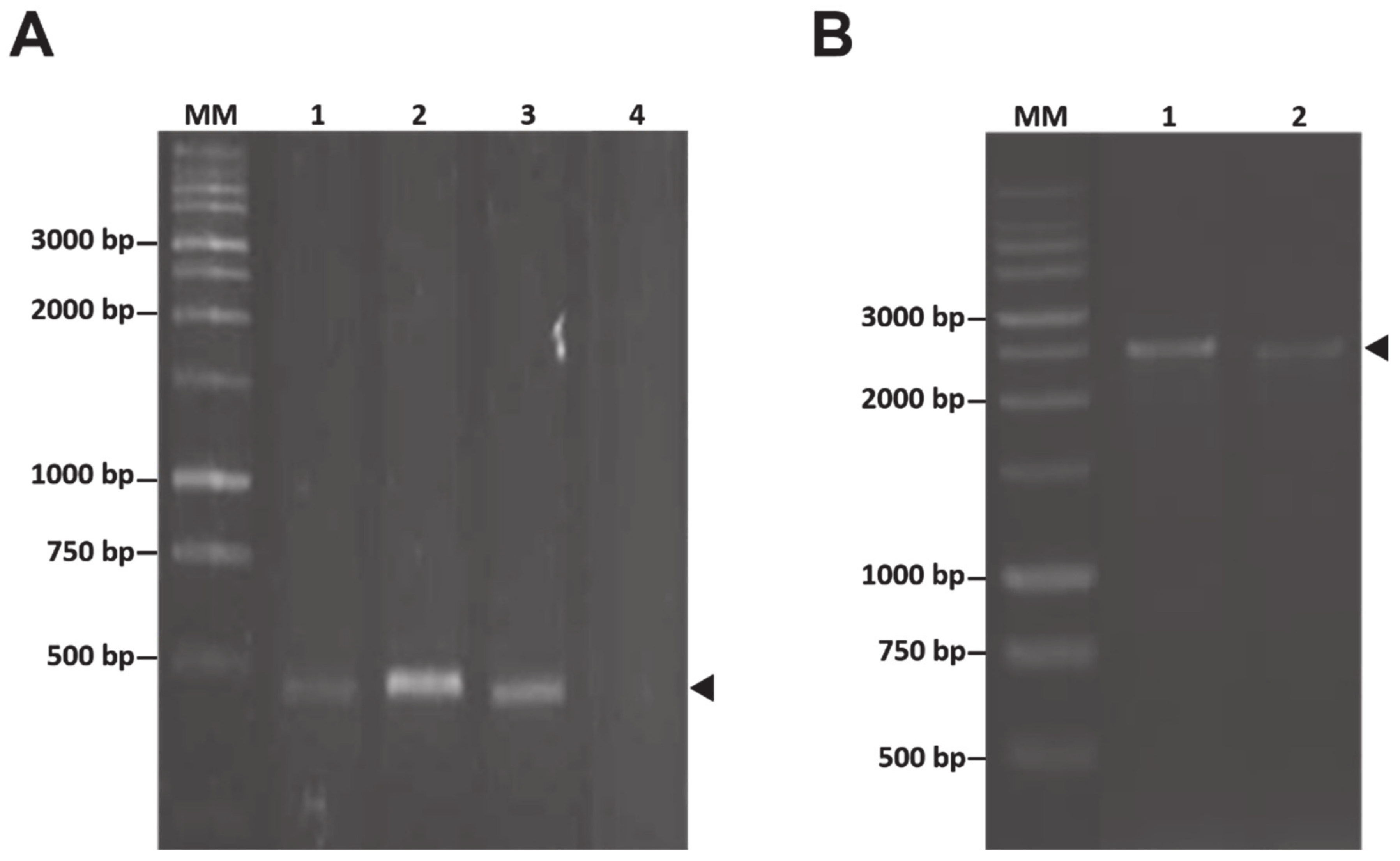 Fermentation 06 00088 g002 Fermentation 06 00088 g002