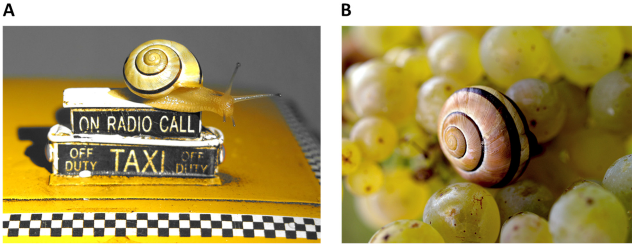 Fermentation 06 00090 g001