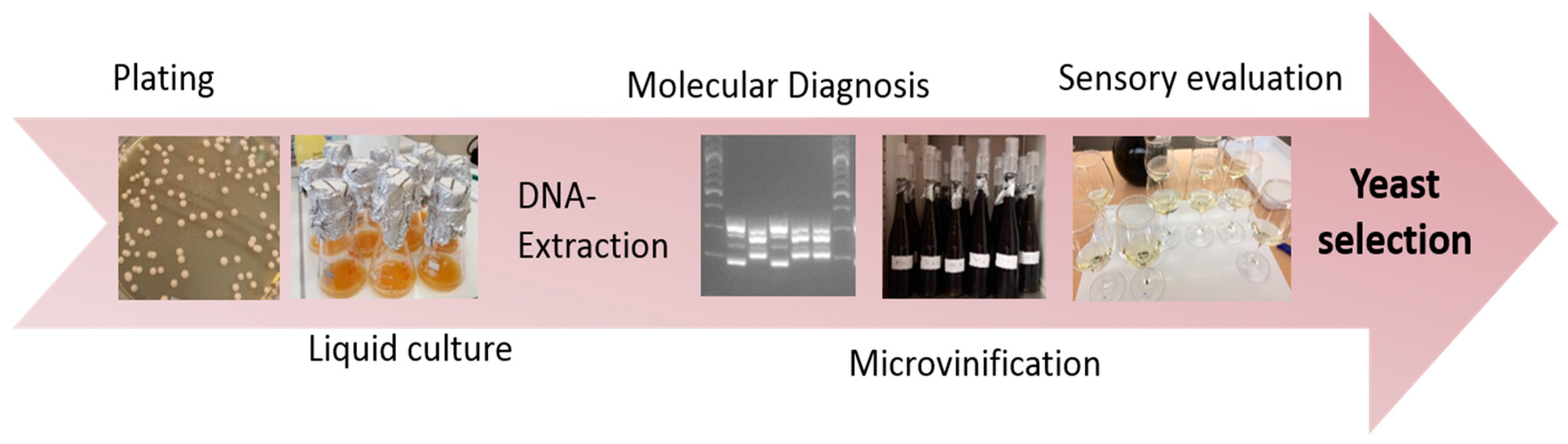 Fermentation 06 00101 g001 Fermentation 06 00101 g001