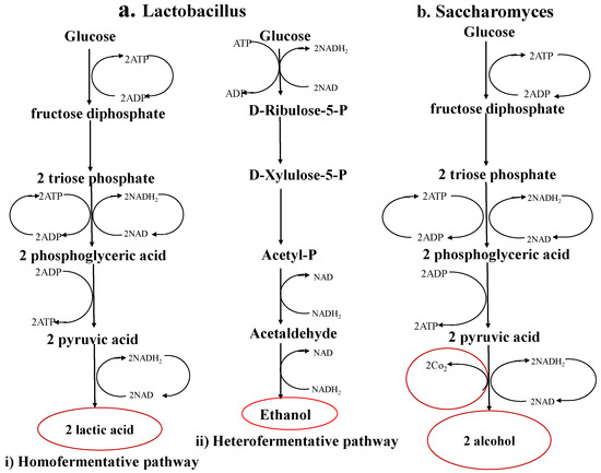 Fermentation Free Full Text Microbial Fermentation And Its Role In Quality Improvement Of Fermented Foods Html