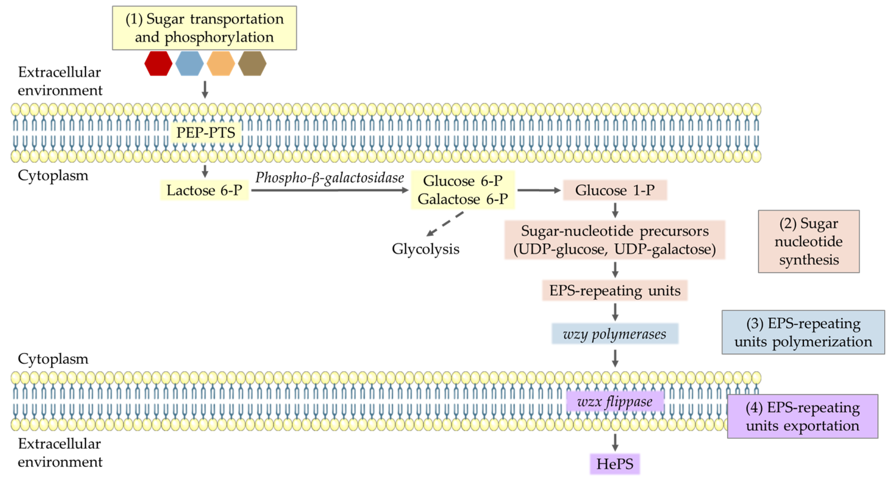Fermentation 06 00115 g003 Fermentation 06 00115 g003