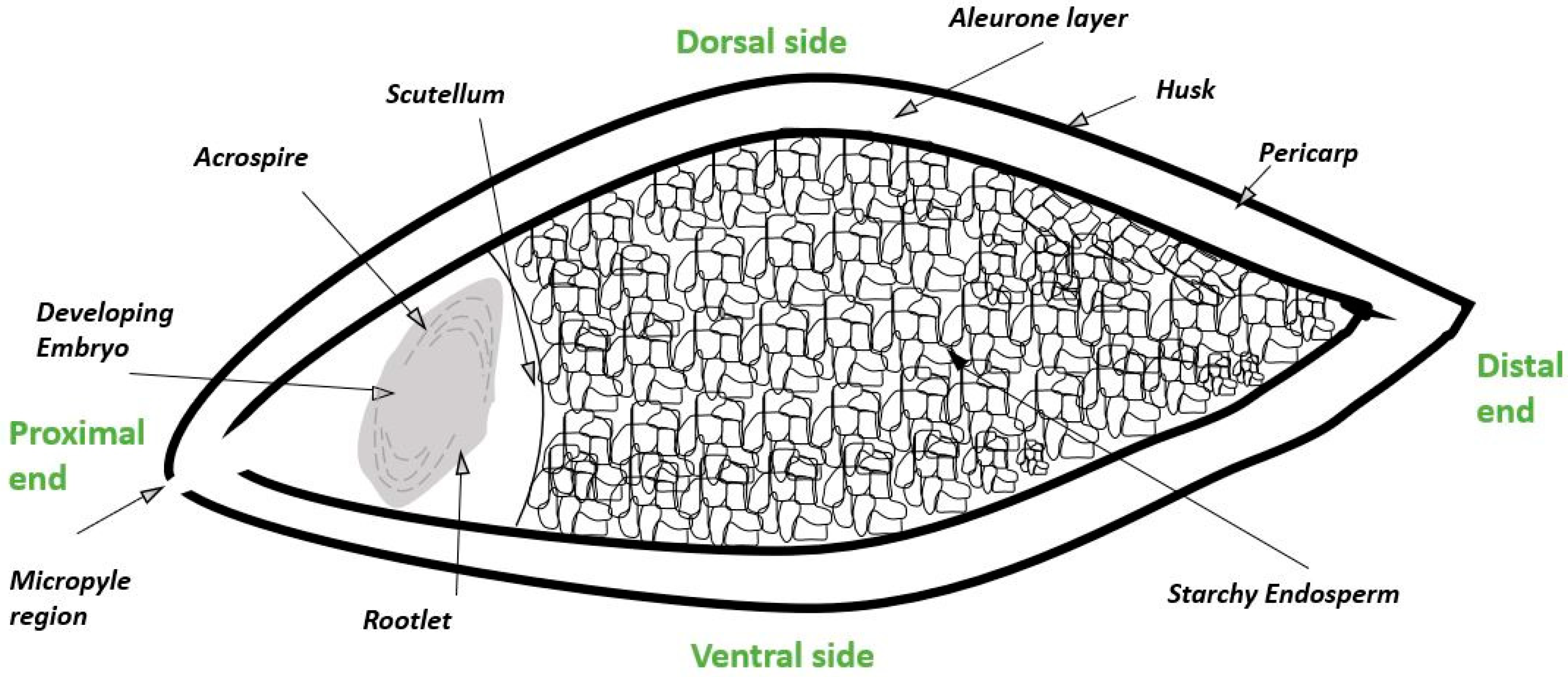 Fermentation 06 00117 g001
