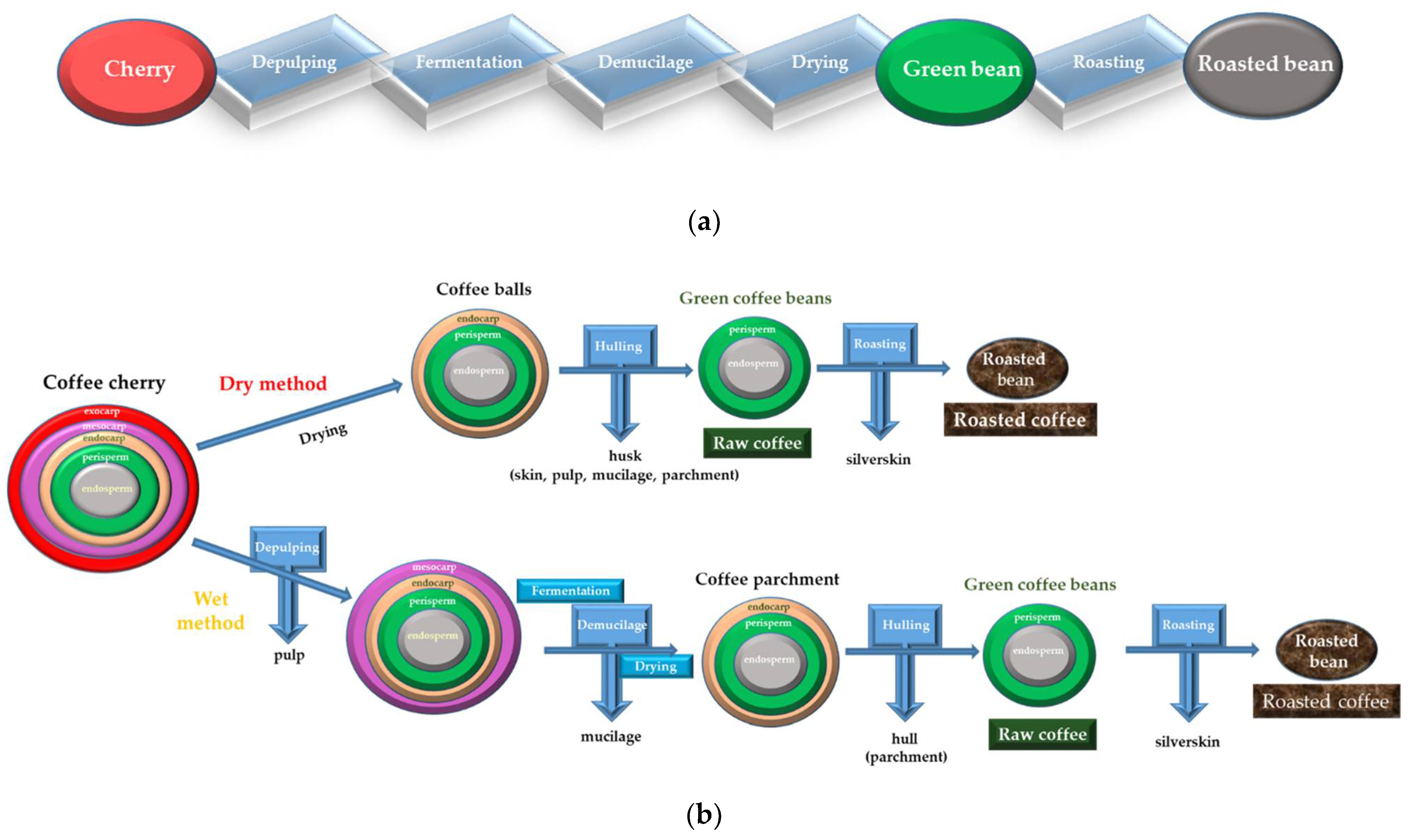 Effect of fermentation on the quality of conilon coffee (Coffea canephora):  Chemical and sensory aspects - ScienceDirect