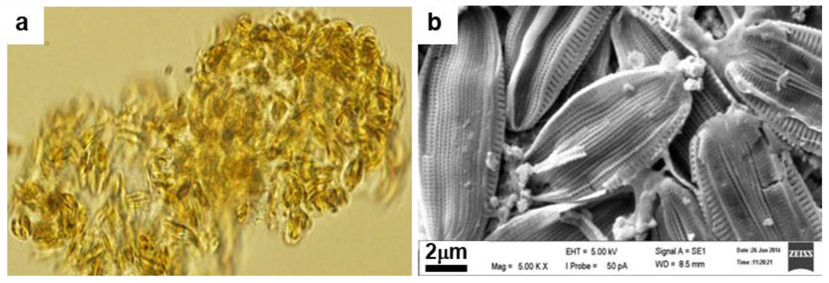 Fermentation 07 00037 g002