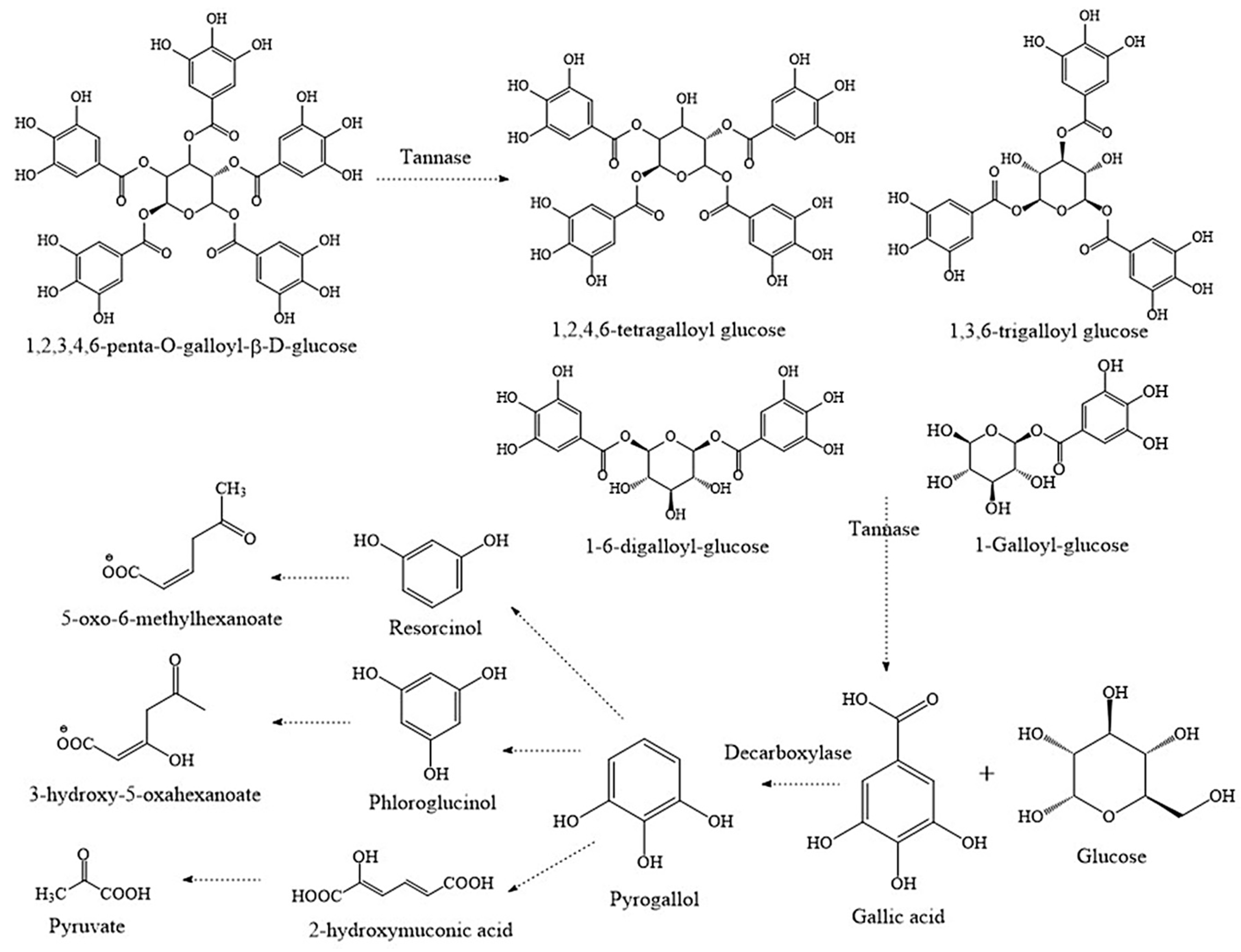 Fermentation Free Full Text Application Of Lactic Acid Bacteria In Fermentation Processes To Obtain Tannases Using Agro Industrial Wastes Html