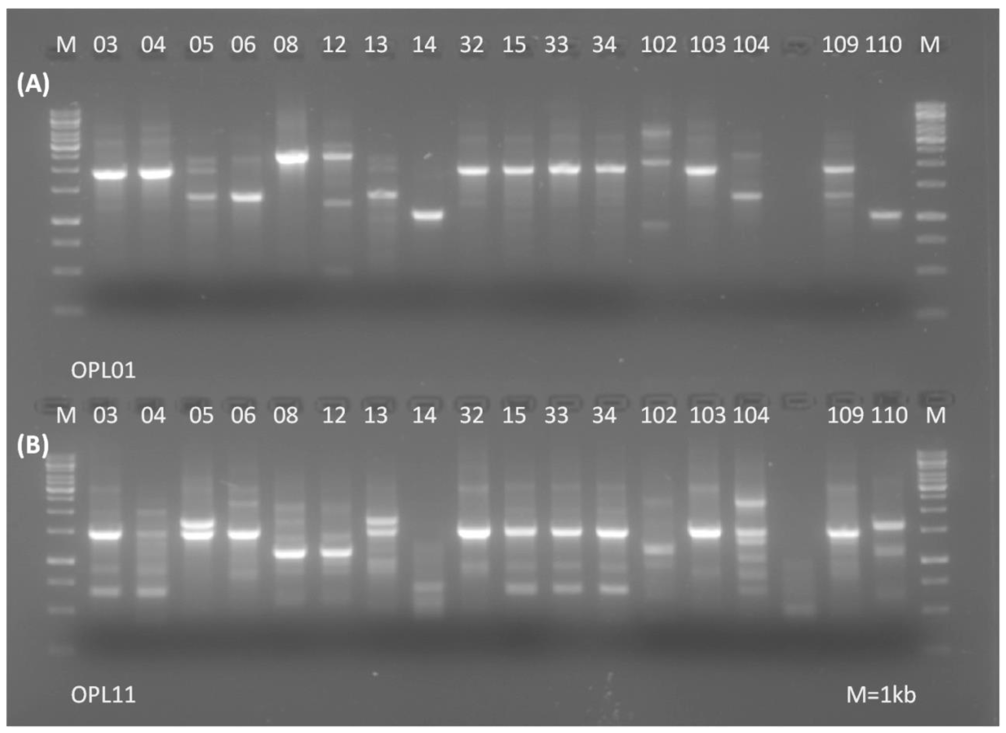 Fermentation 07 00056 g001 Fermentation 07 00056 g001