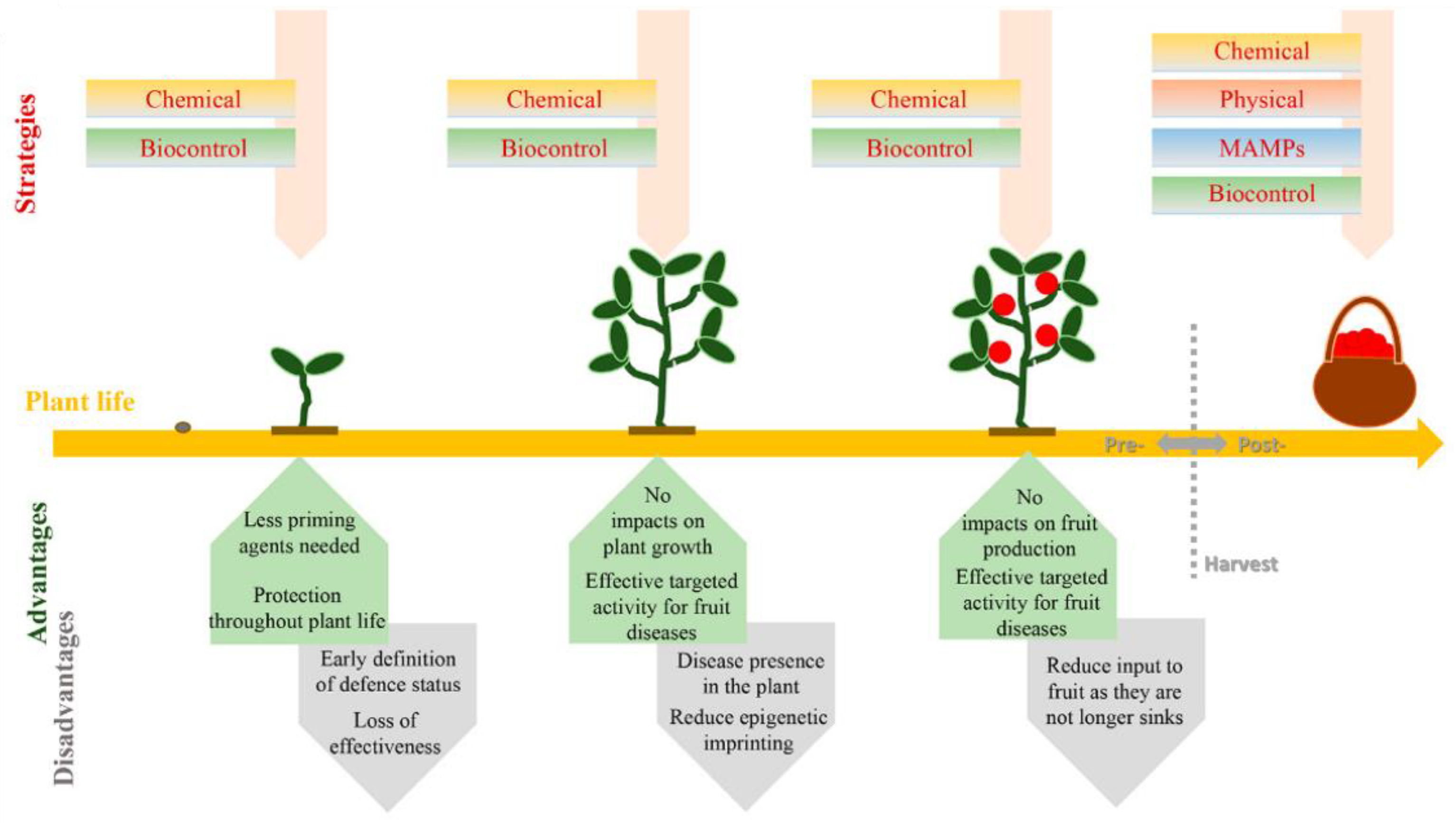 Fermentation Free Full Text Microbial Biocontrol As An Alternative To Synthetic Fungicides Boundaries Between Pre And Postharvest Applications On Vegetables And Fruits Html