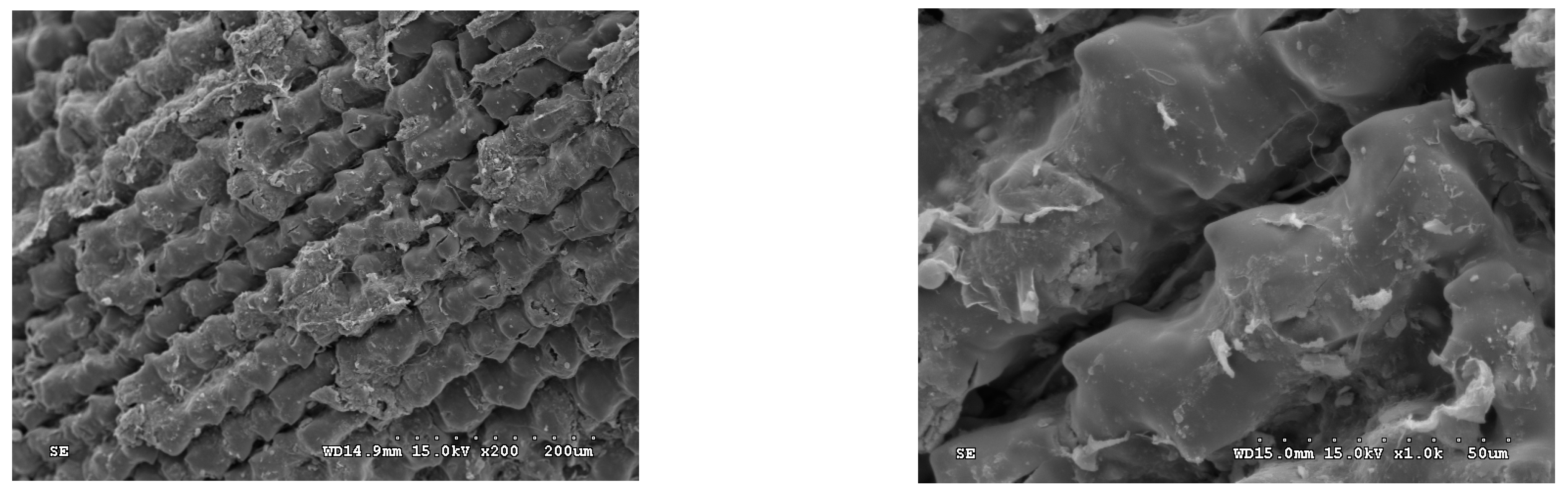 Fermentation 07 00070 g005 Fermentation 07 00070 g005