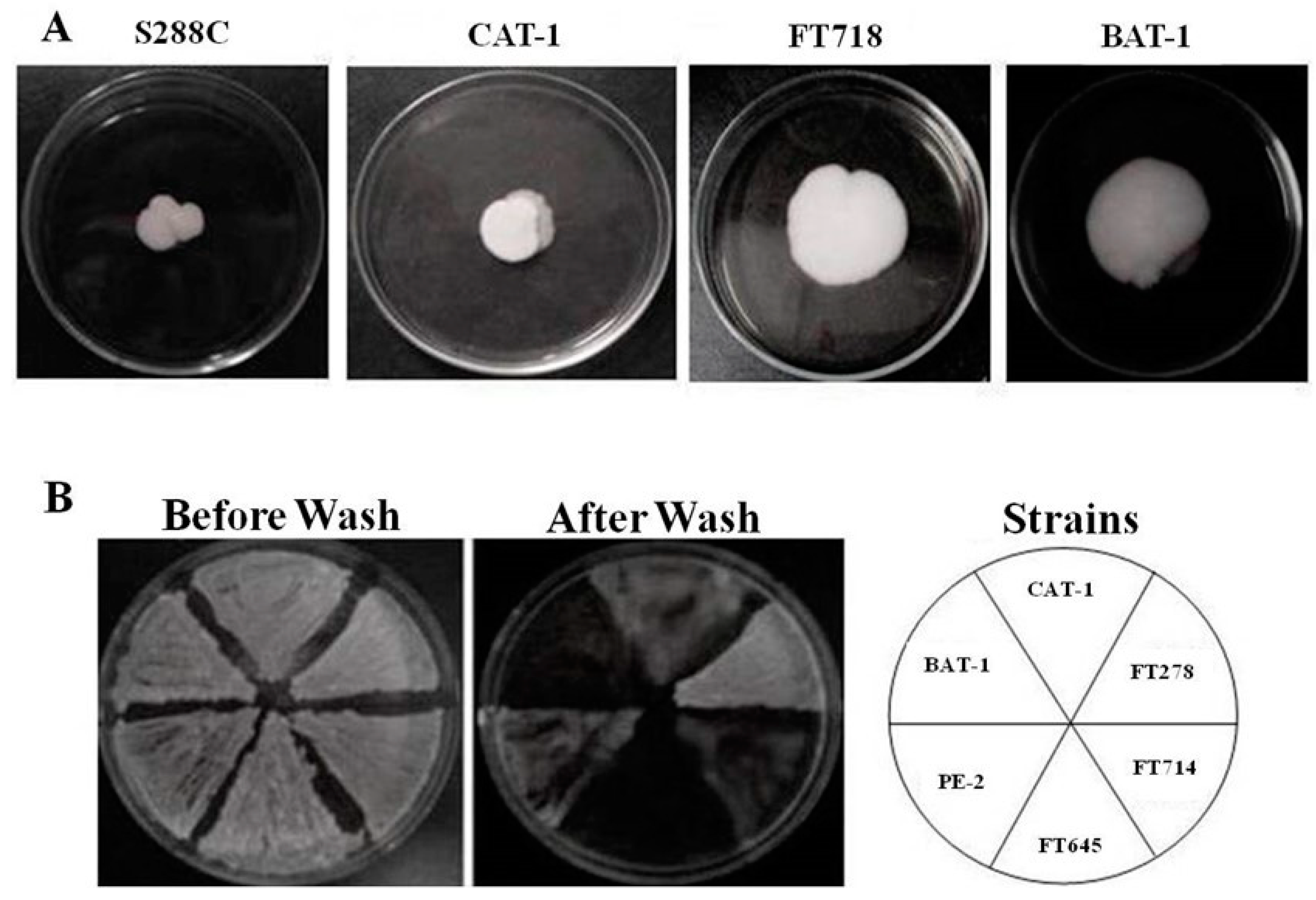 Fermentation 07 00127 g005