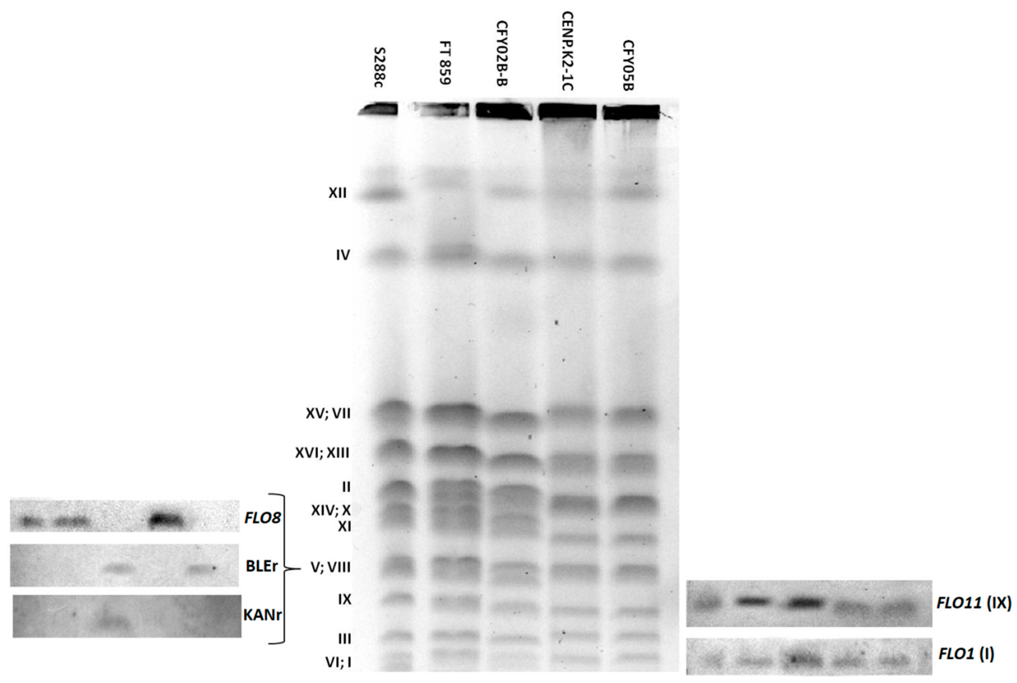Fermentation 07 00127 g006