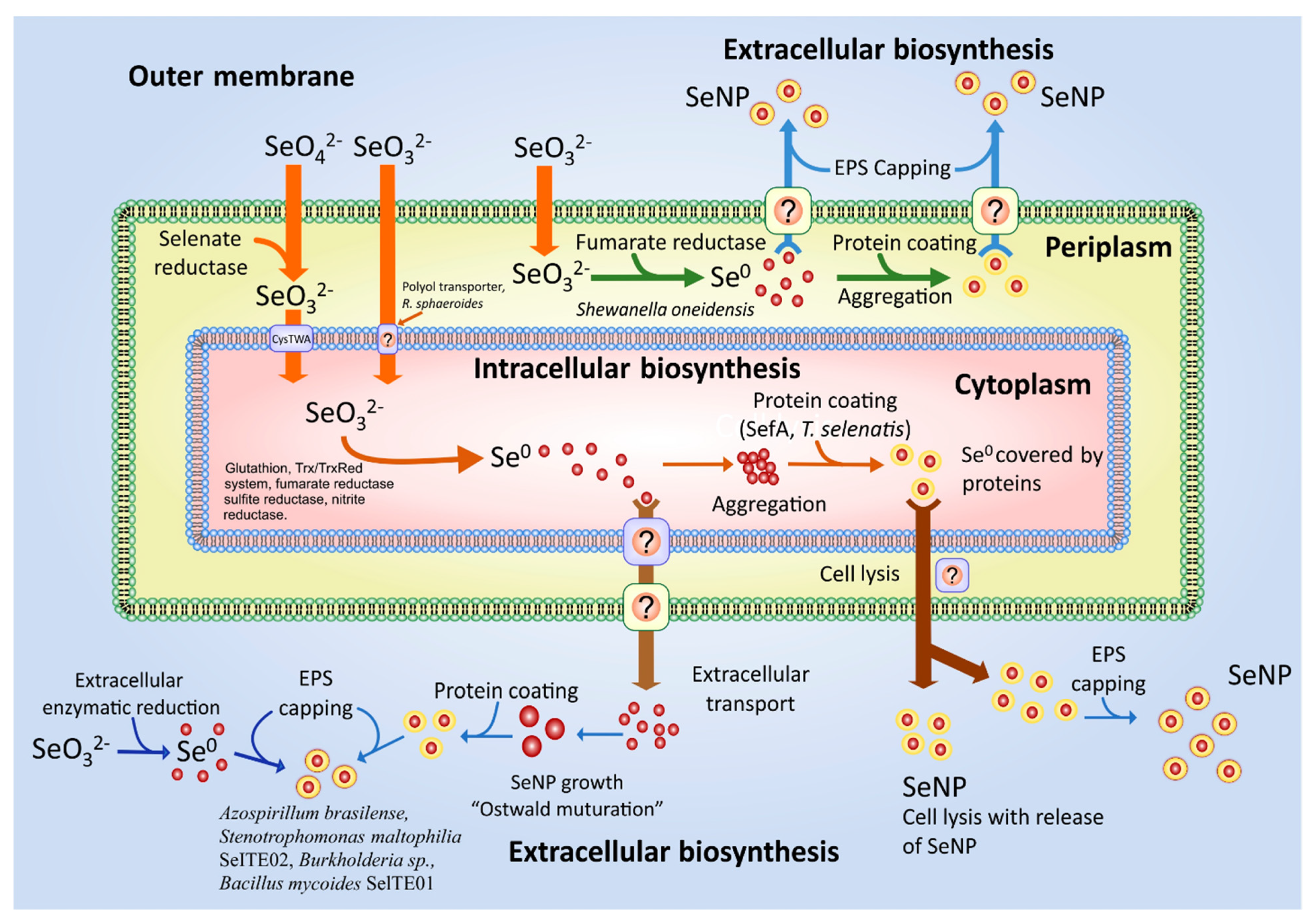 Fermentation 07 00130 g003 550