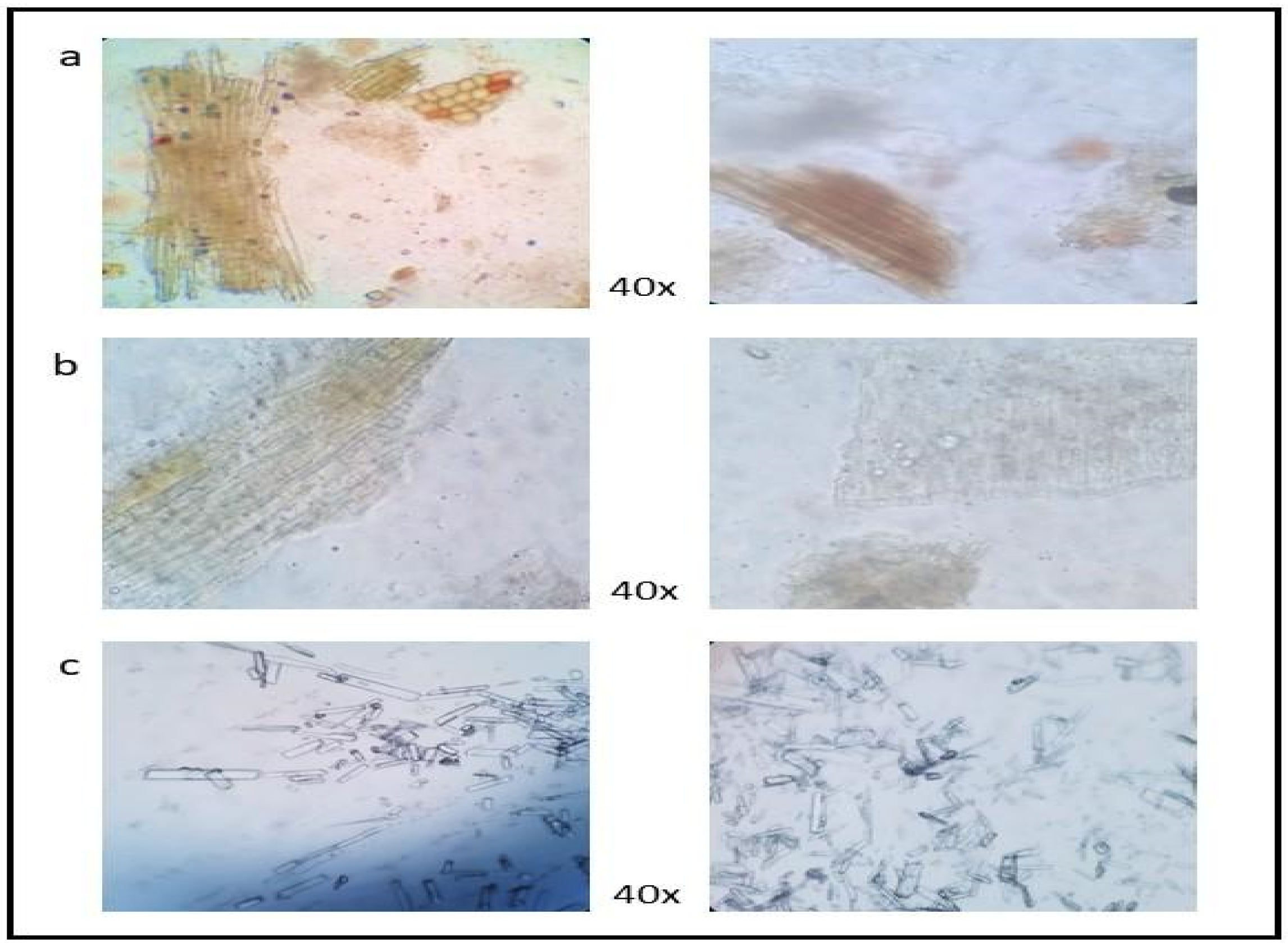 Fermentation 07 00149 g002 Fermentation 07 00149 g002