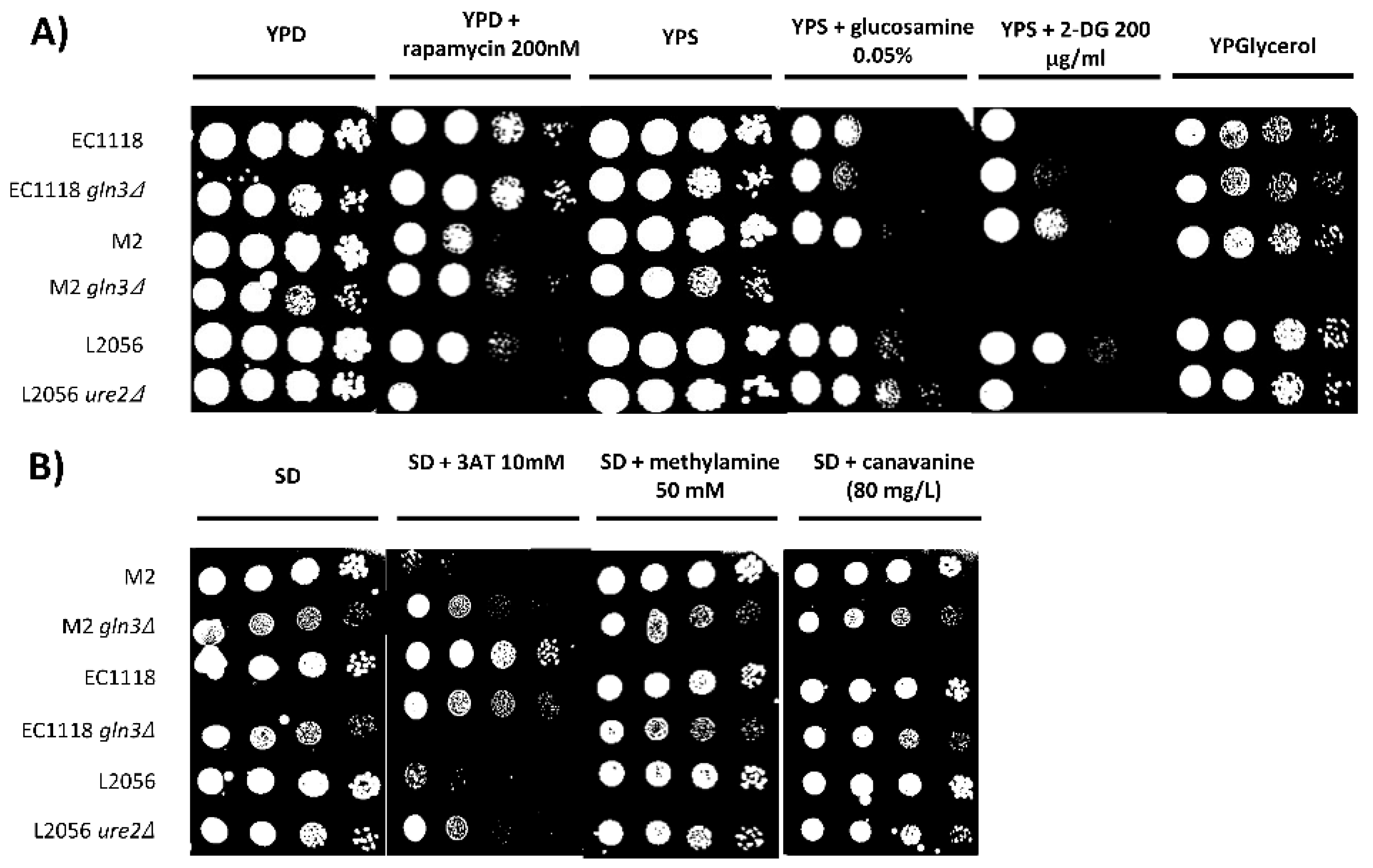 Fermentation 07 00181 g003 550