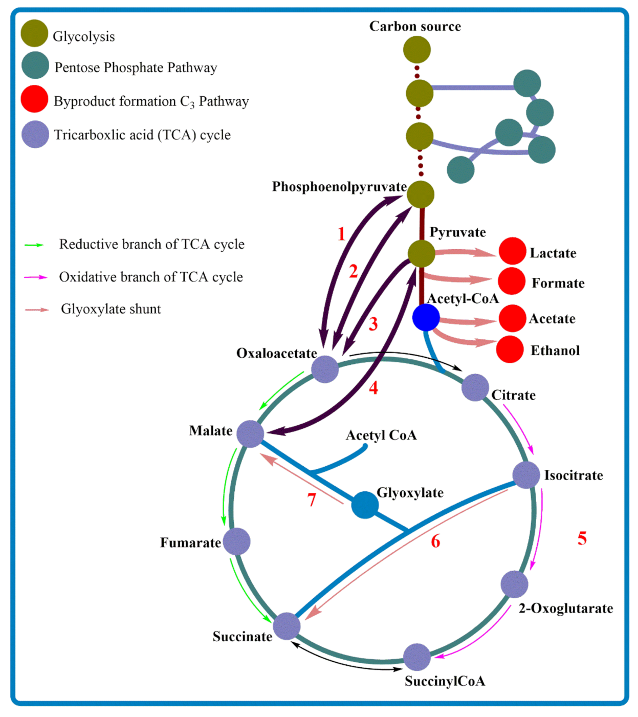 Fermentation 07 00220 g003