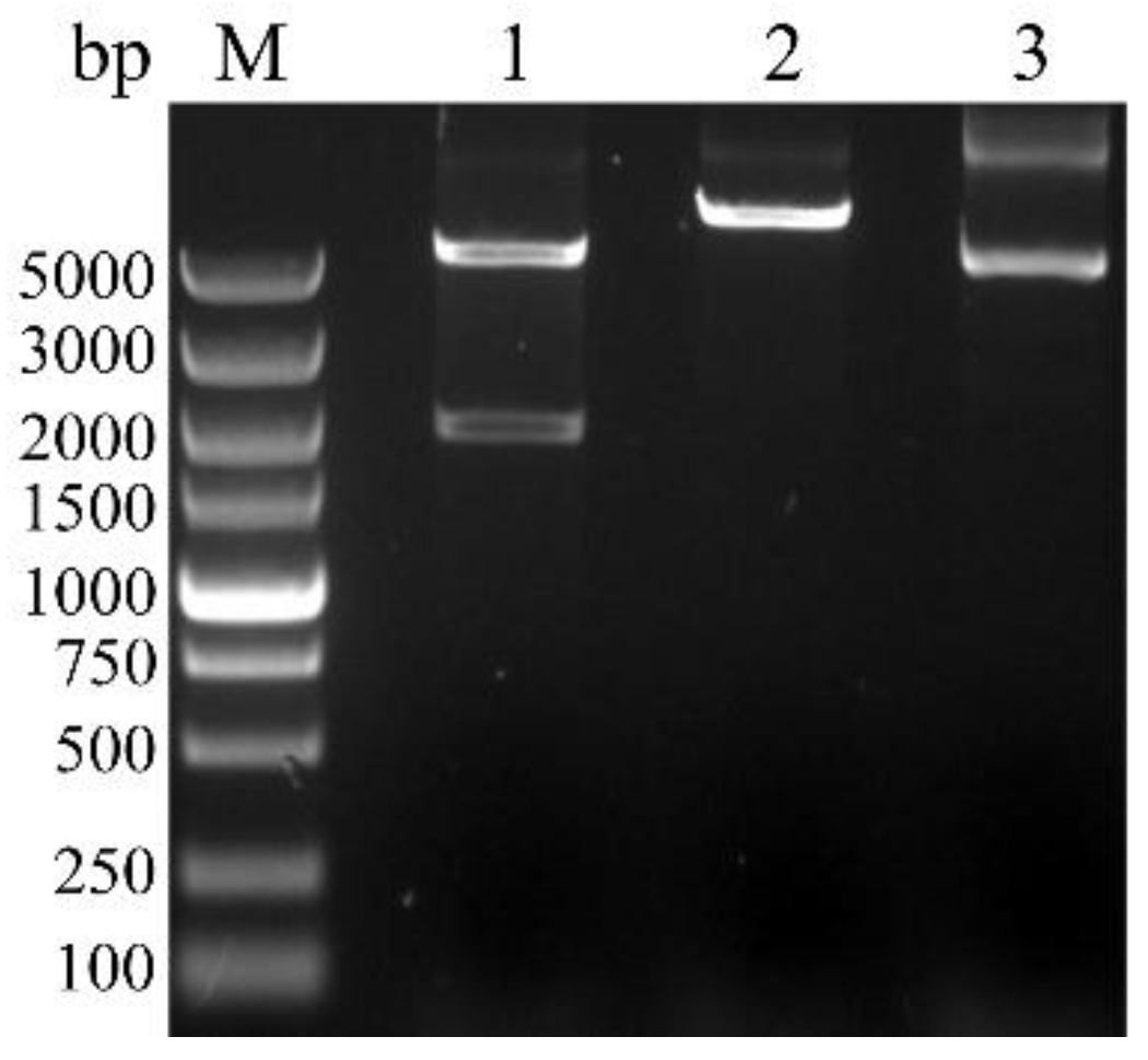 Fermentation 07 00227 g007