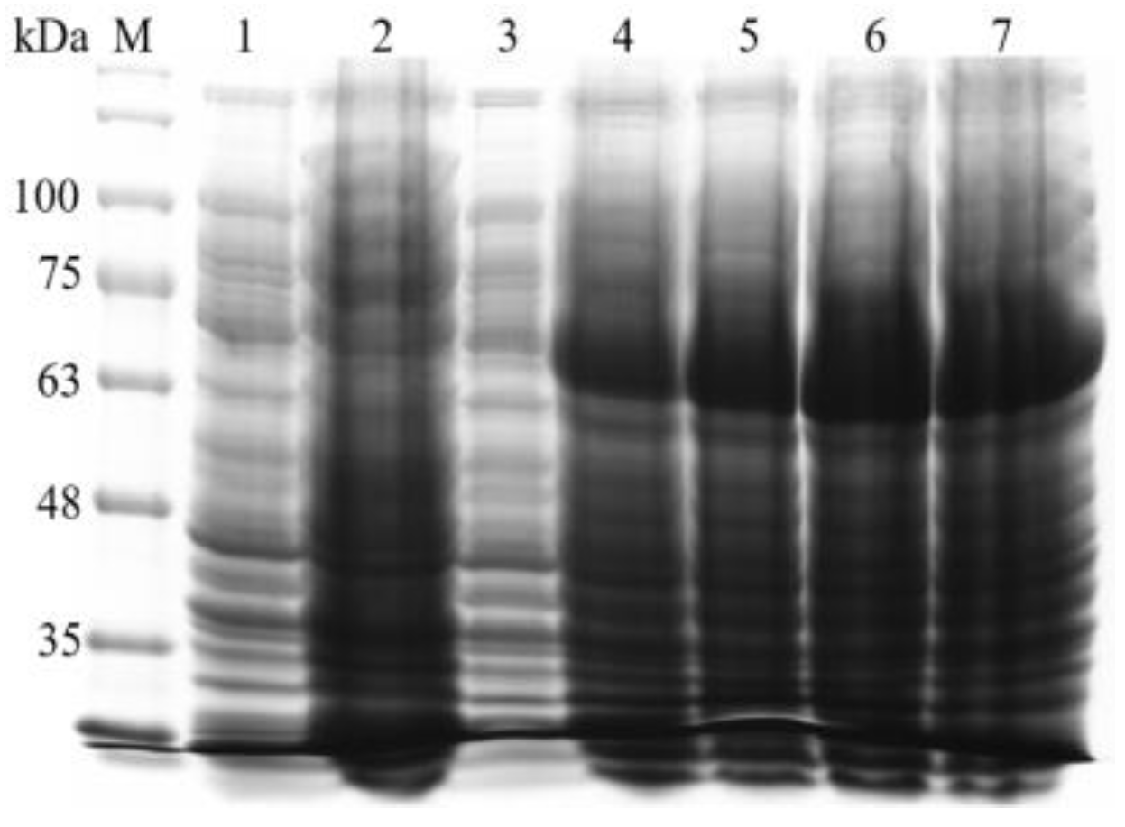 Fermentation 07 00227 g008