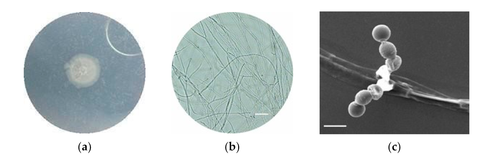 Fermentation 07 00247 g003 550