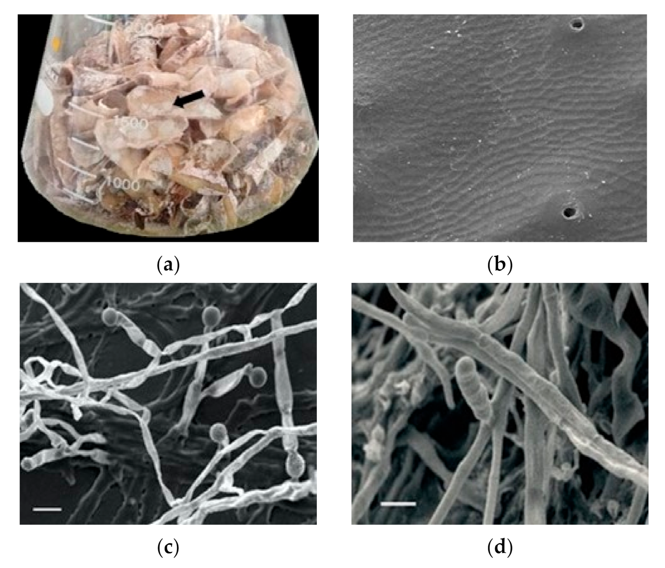 Fermentation 07 00247 g005 550