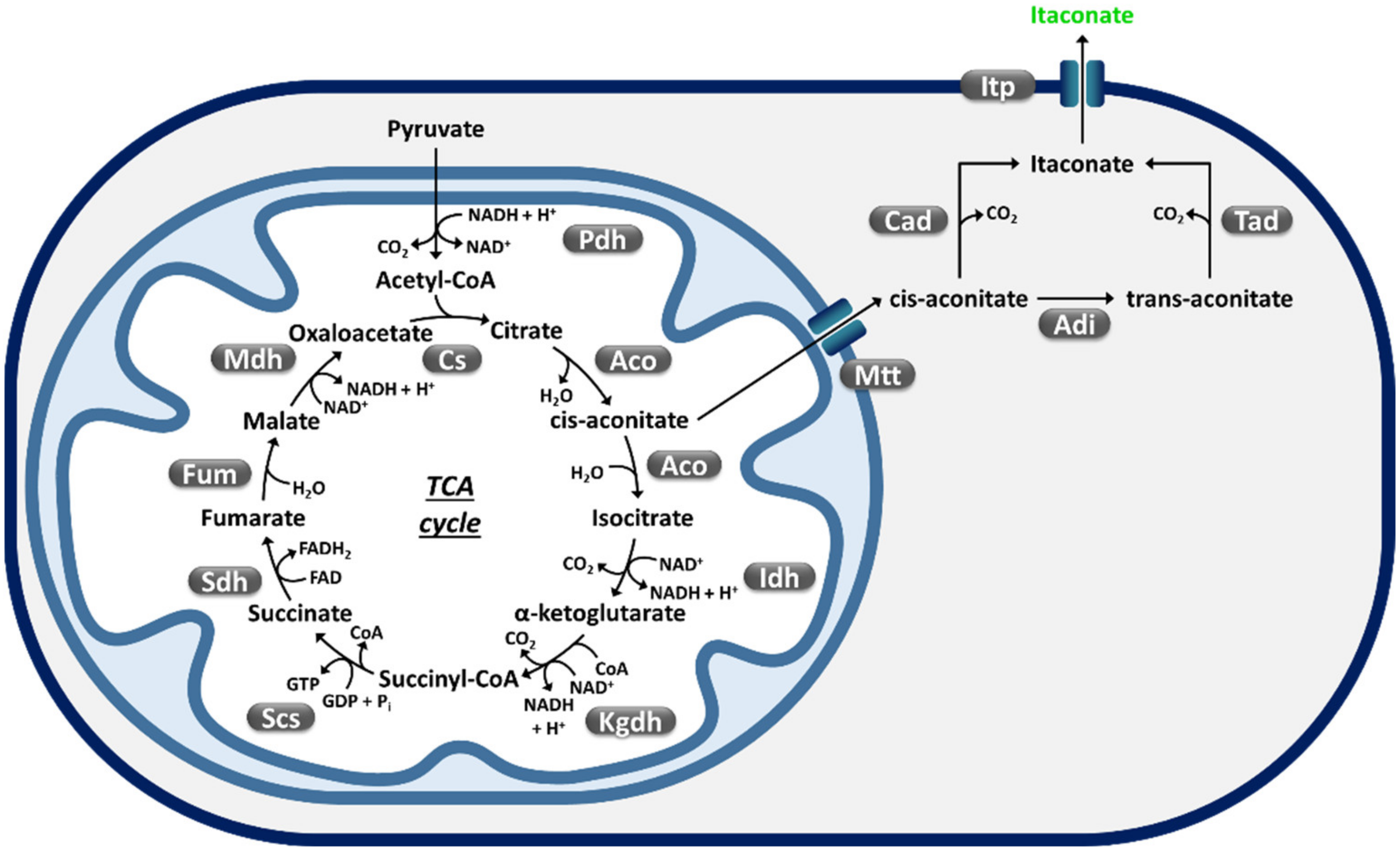 Fermentation 07 00248 g003 550