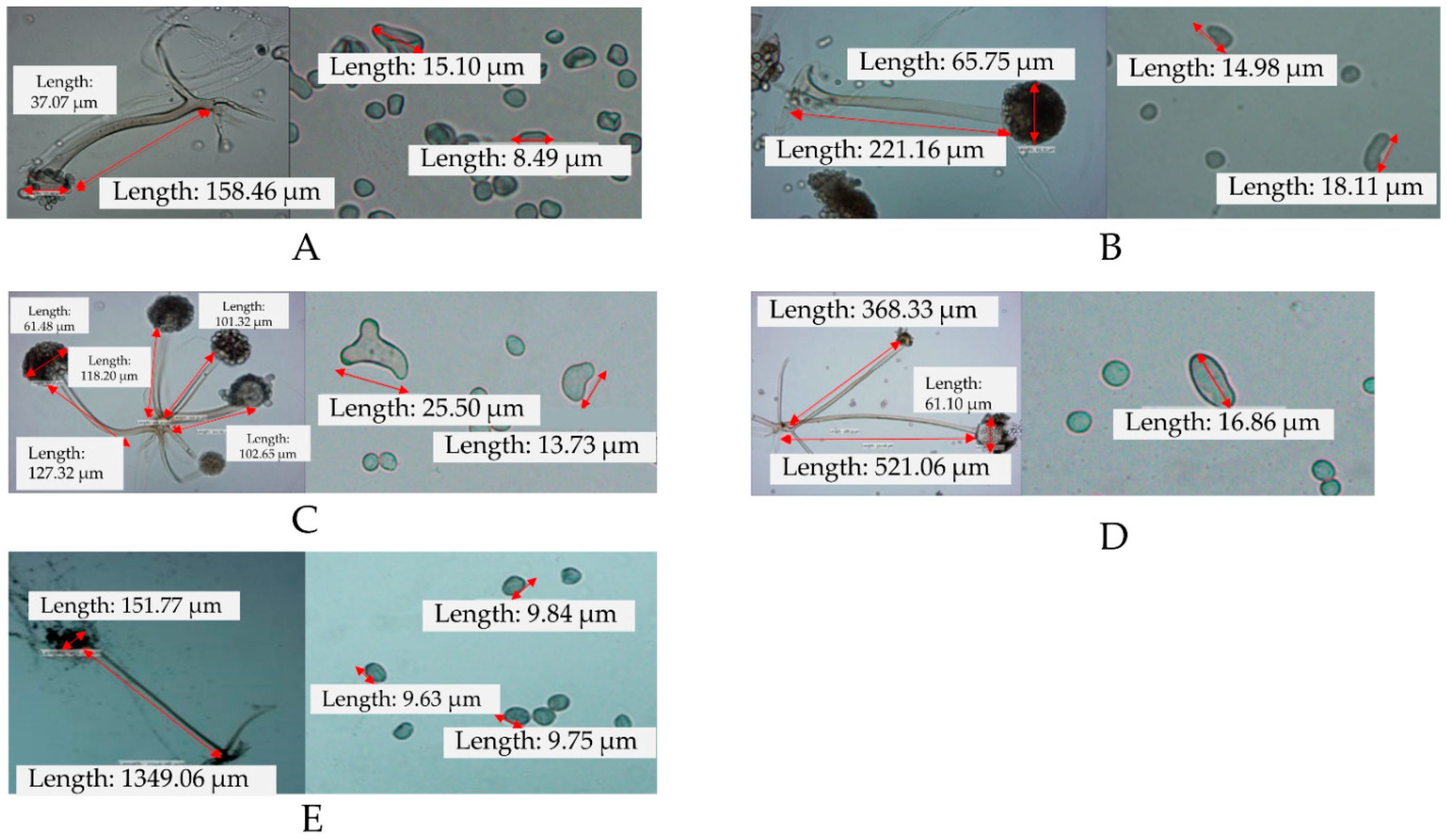 Fermentation 07 00261 g001