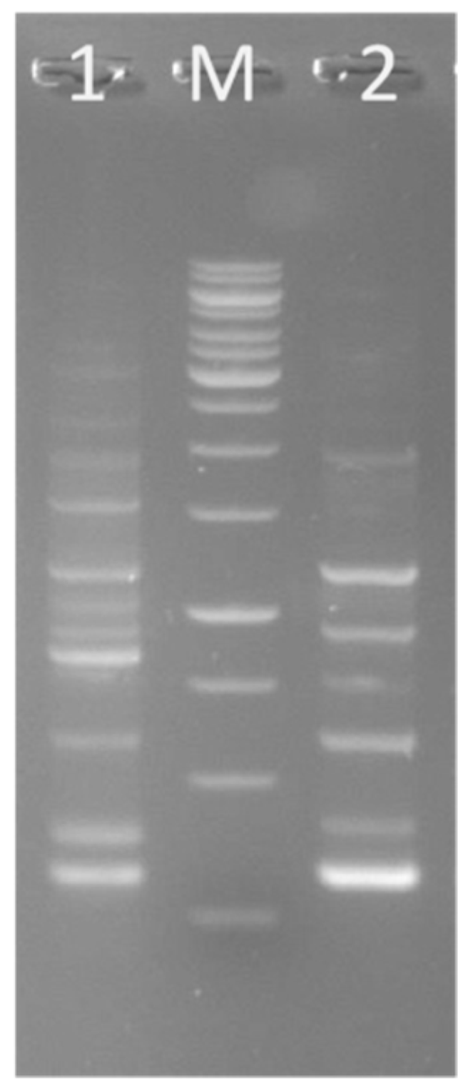 Fermentation 07 00271 g001