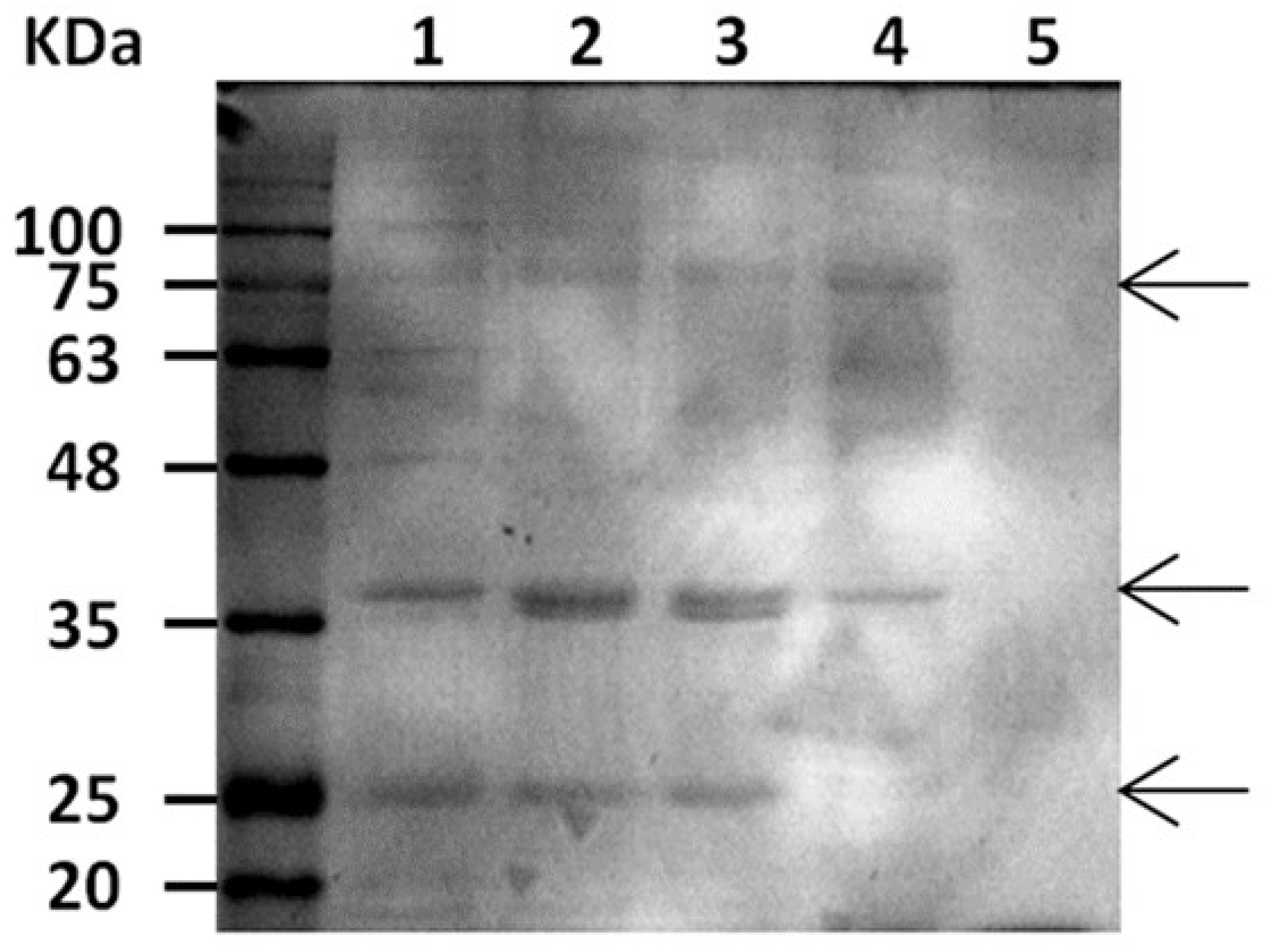 Fermentation 07 00279 g003