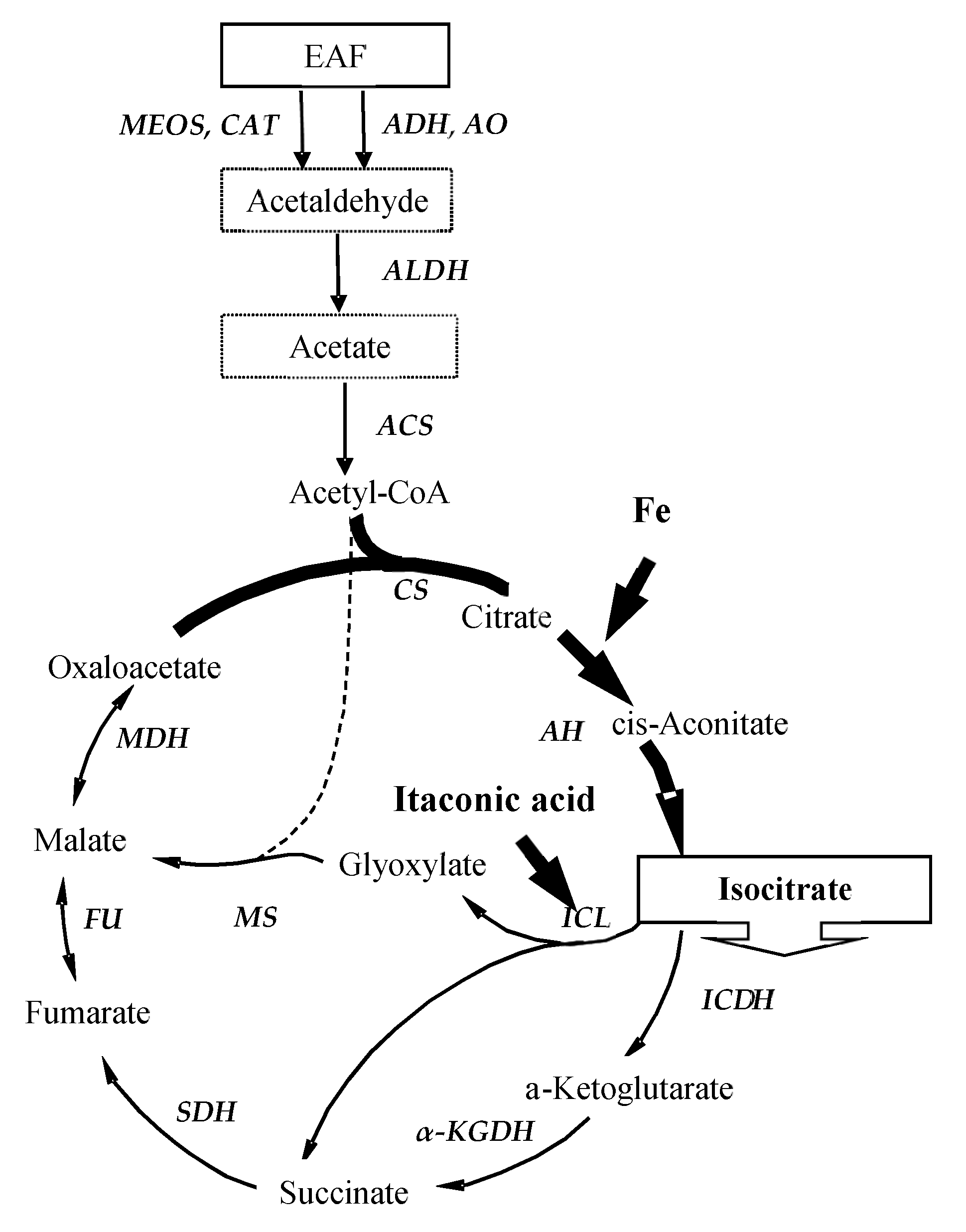 Fermentation 07 00283 g004