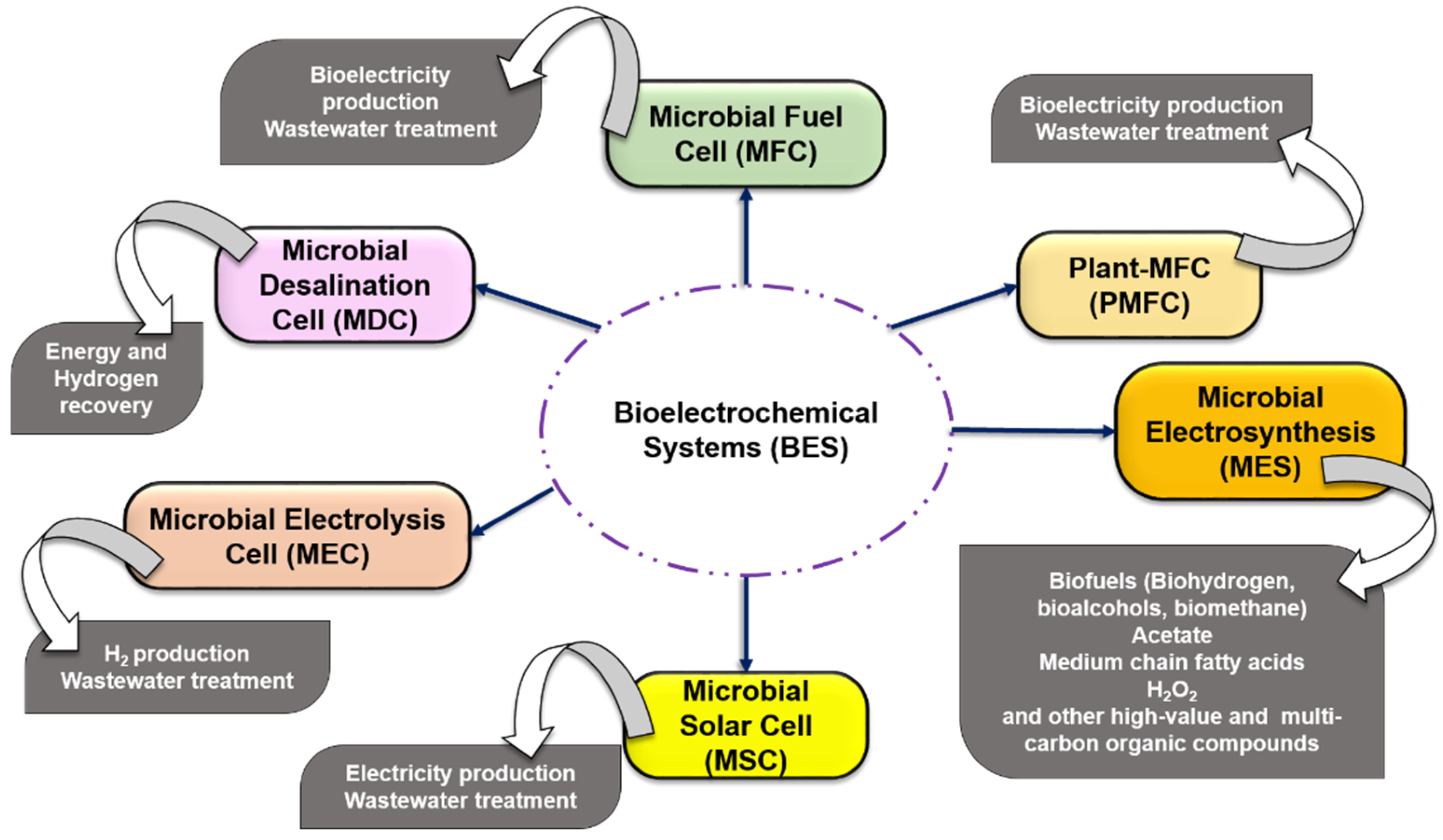 Fermentation 07 00291 g001