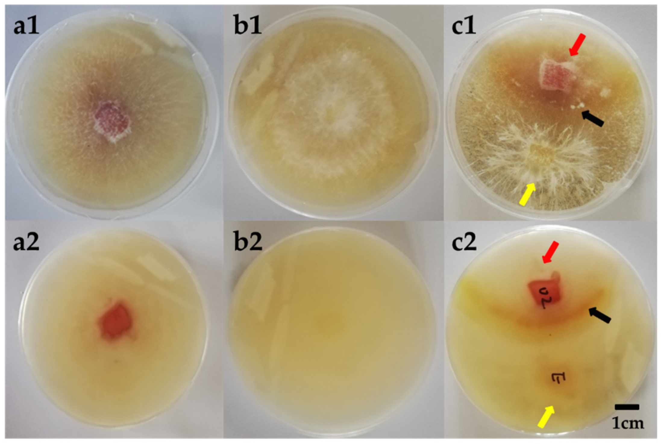 Fermentation 07 00316 g003