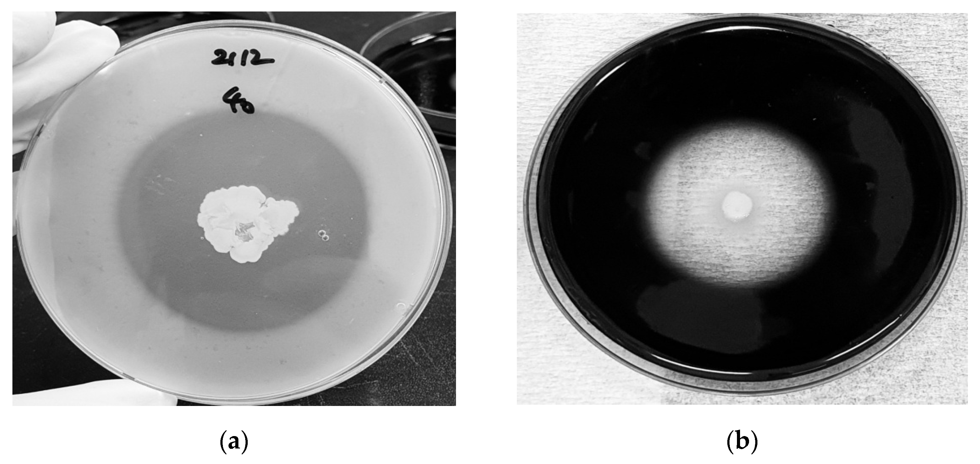 Fermentation 08 00012 g002