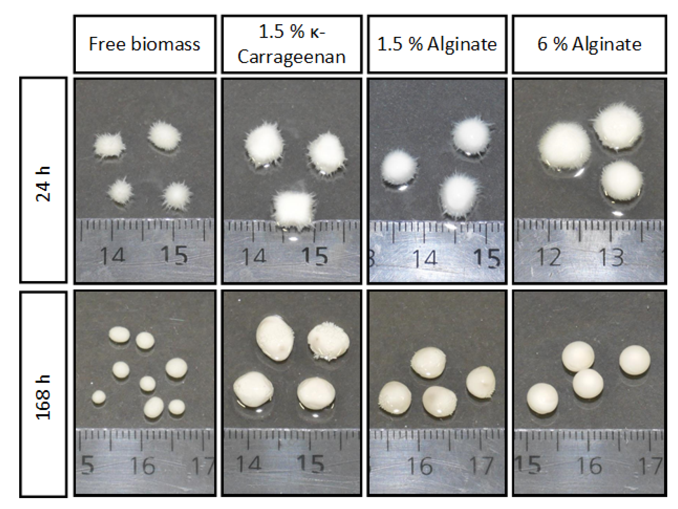 Fermentation 08 00026 g002 Fermentation 08 00026 g002