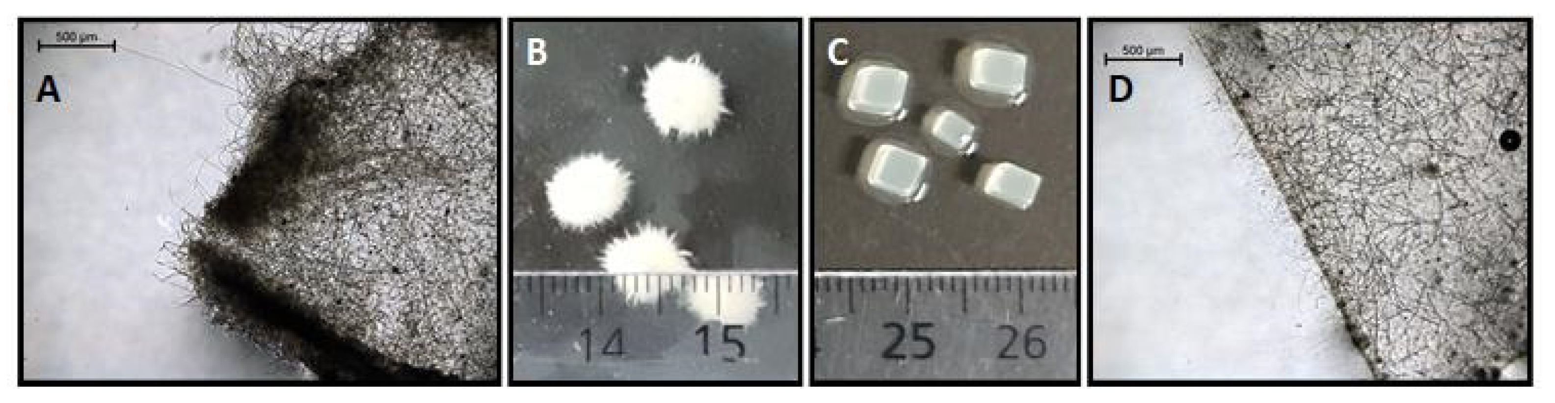 Fermentation 08 00026 g004 Fermentation 08 00026 g004