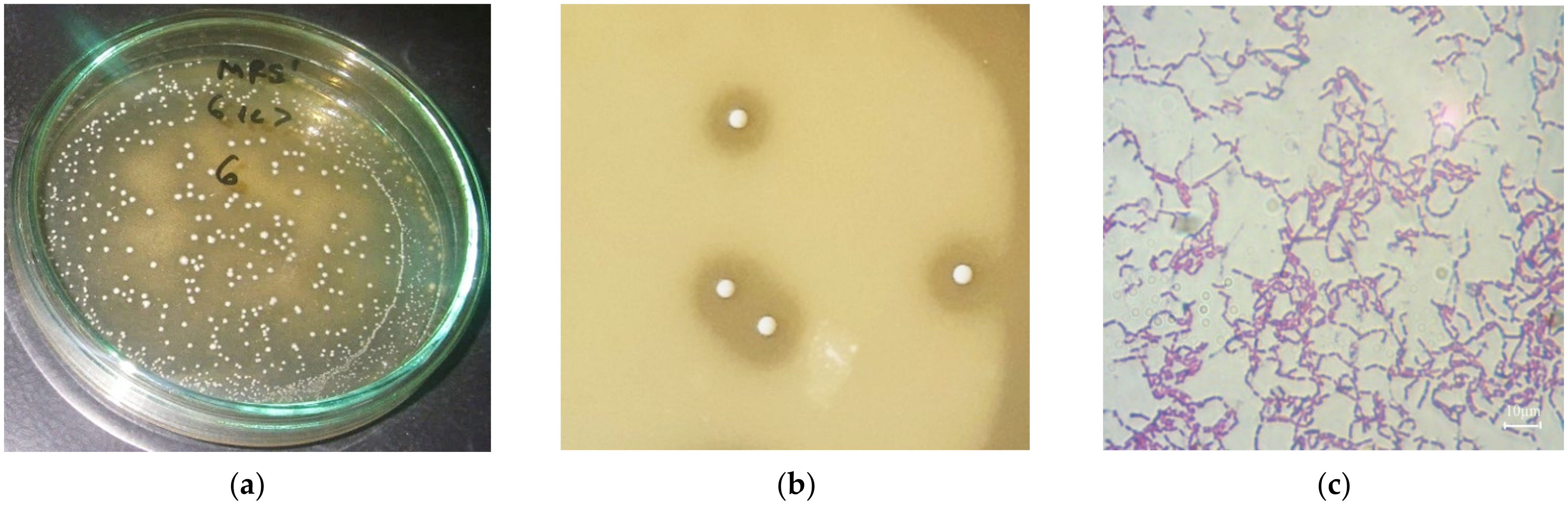 Fermentation 08 00031 g001